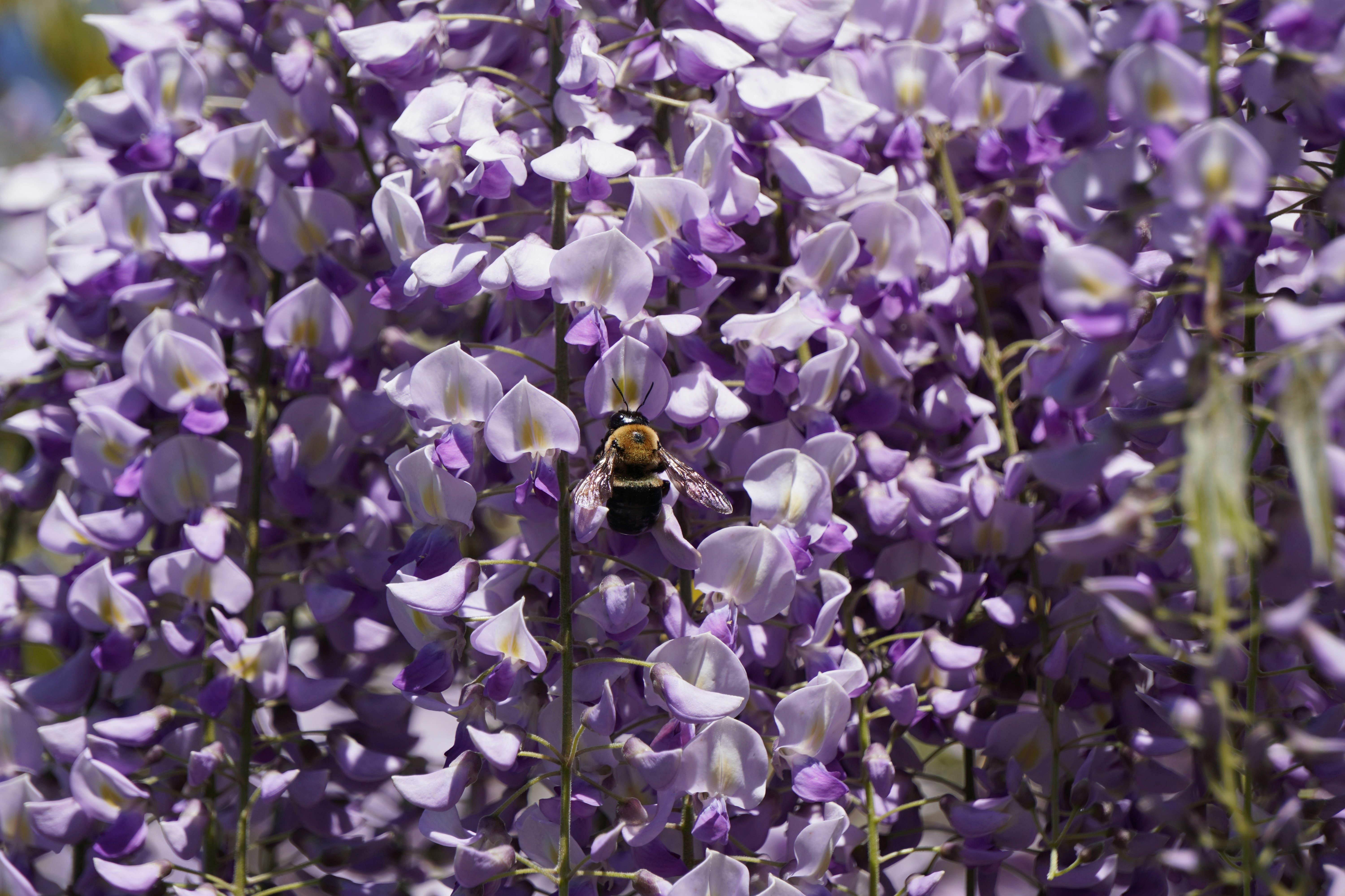 A bee pollinating purple wisteria flowers.