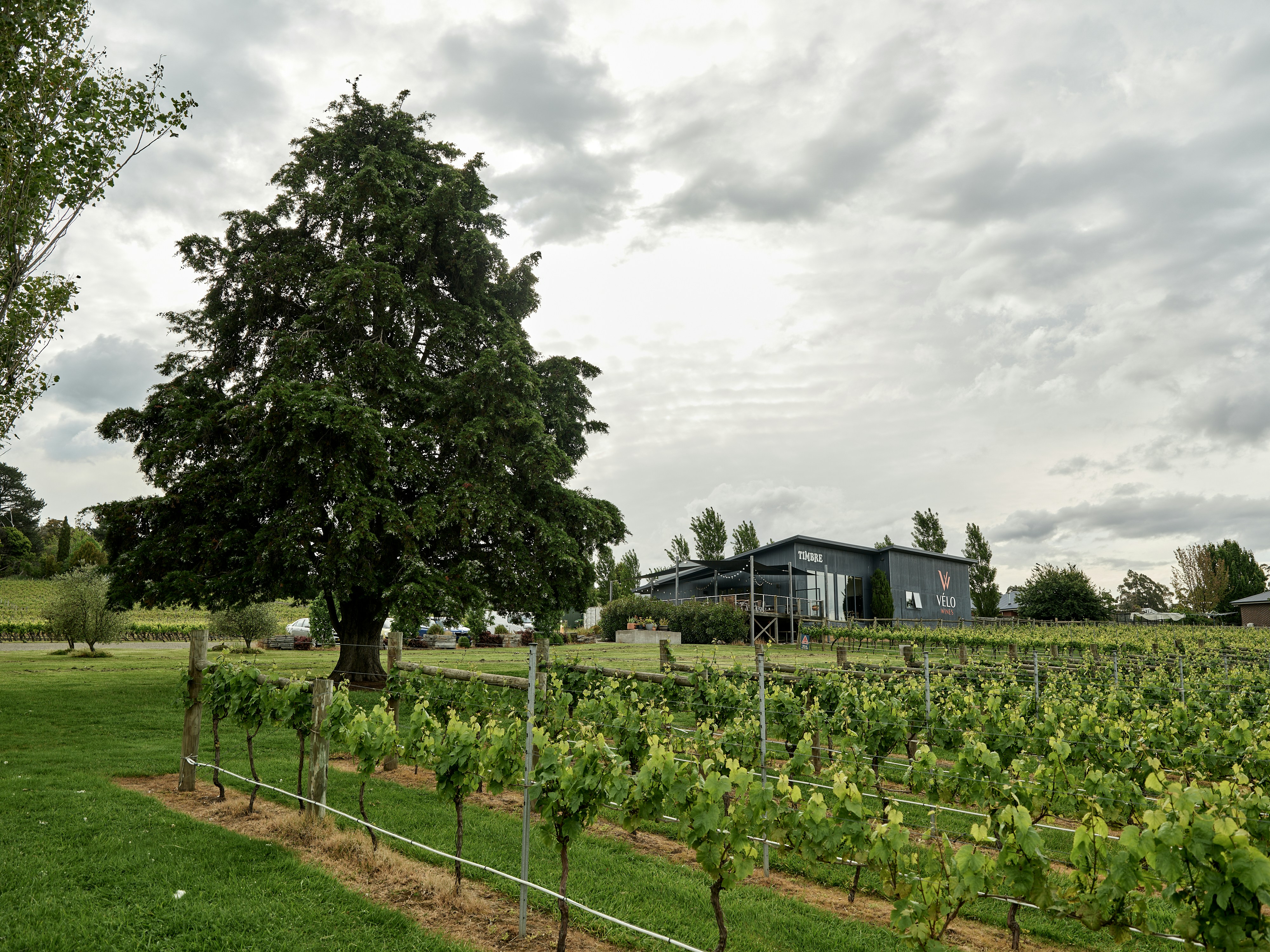 Vineyard with a modern building under cloudy sky