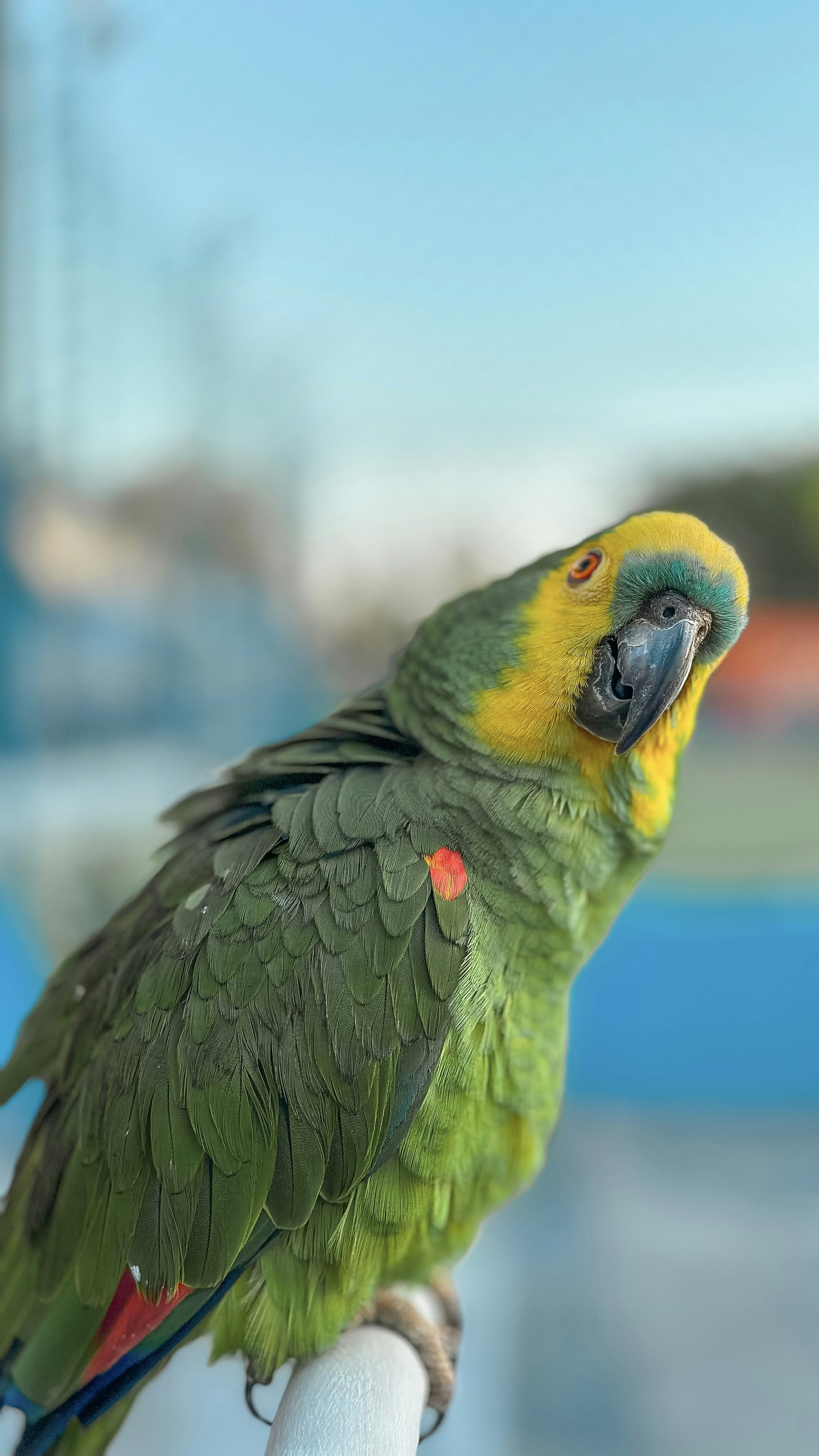 Green parrot with yellow head and red markings.