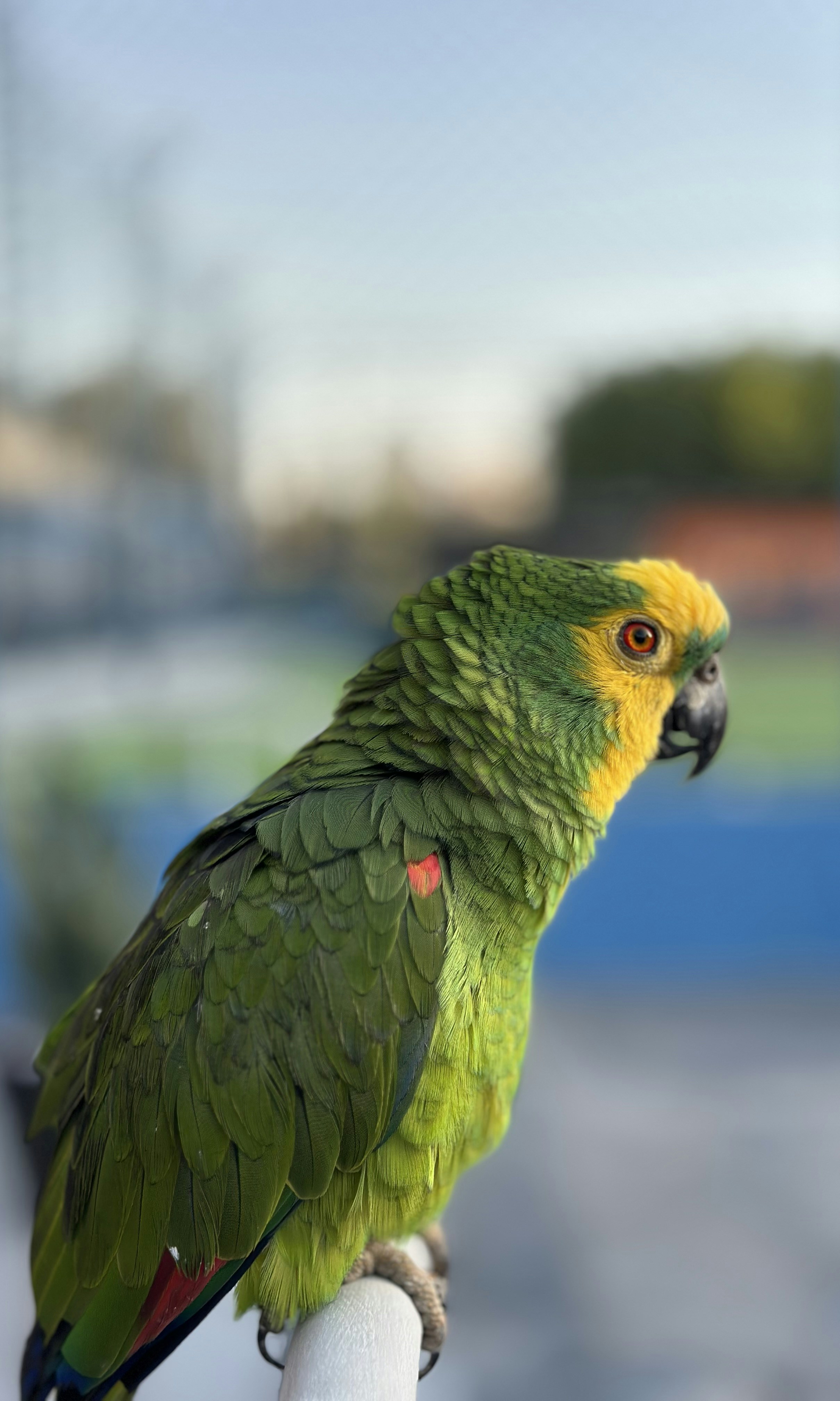Green parrot with yellow head perched on a railing.