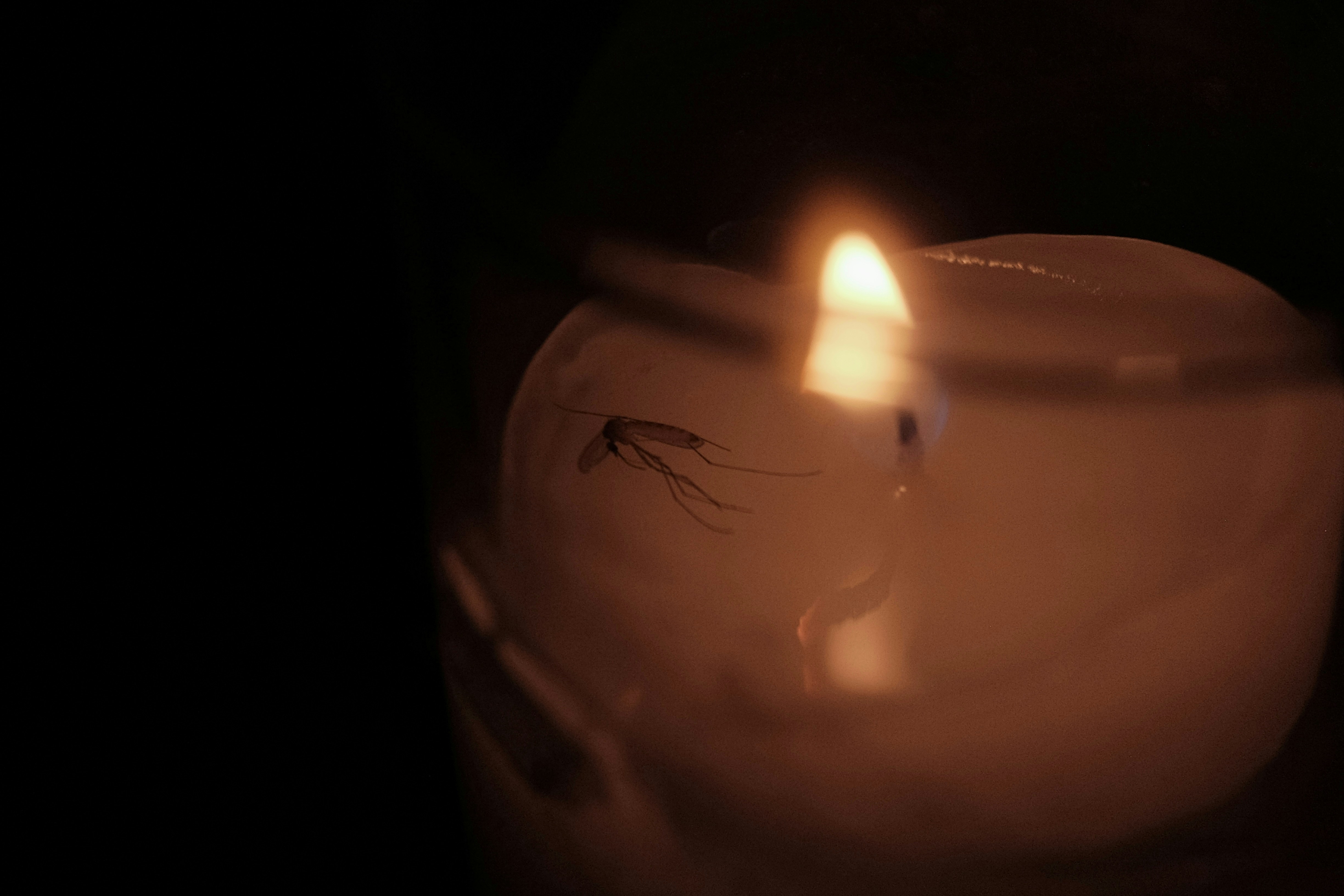 Photo by kennysgarden