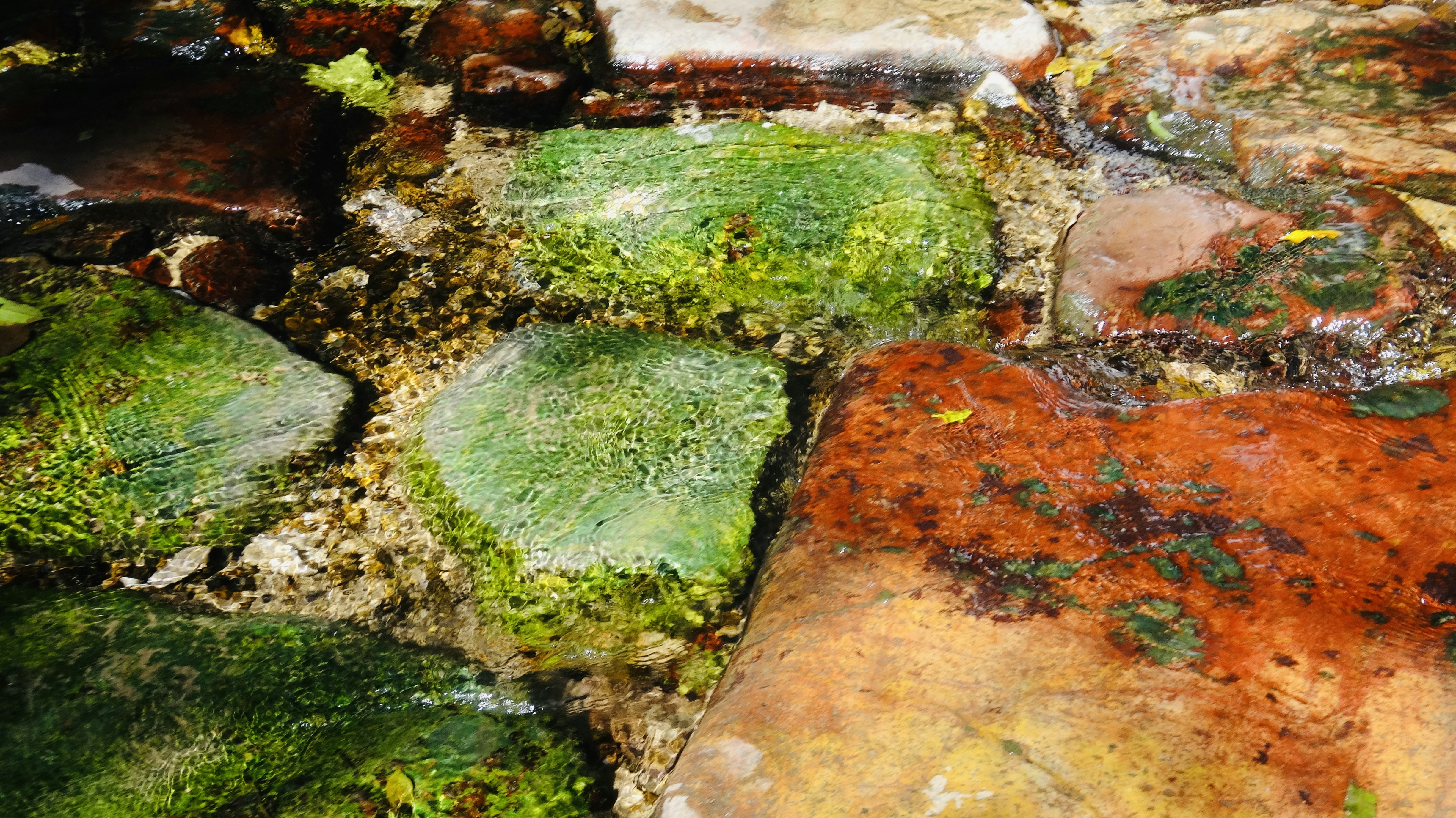 Moss and algae