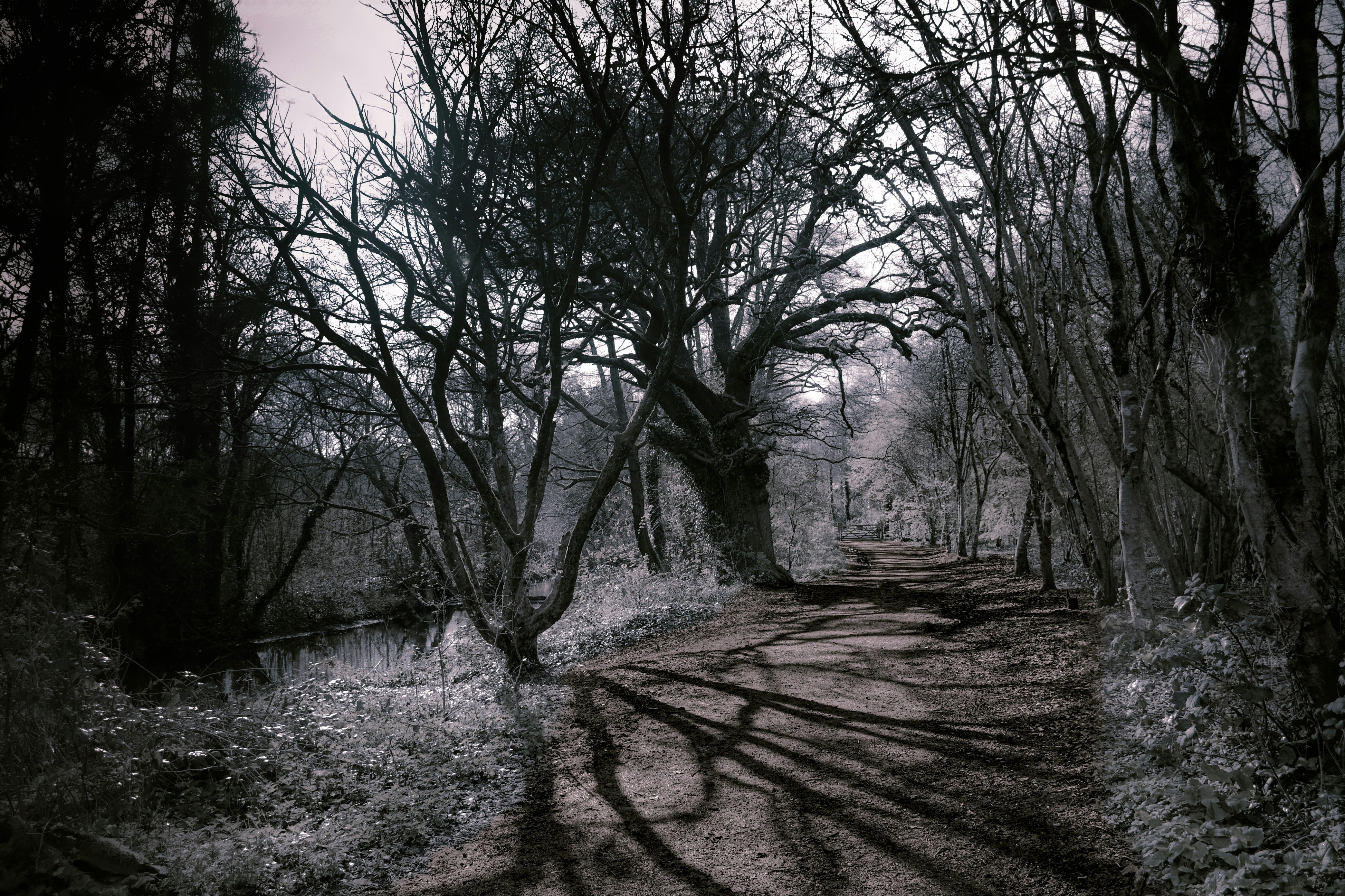 木々が生えた暗く不気味な森の小道。