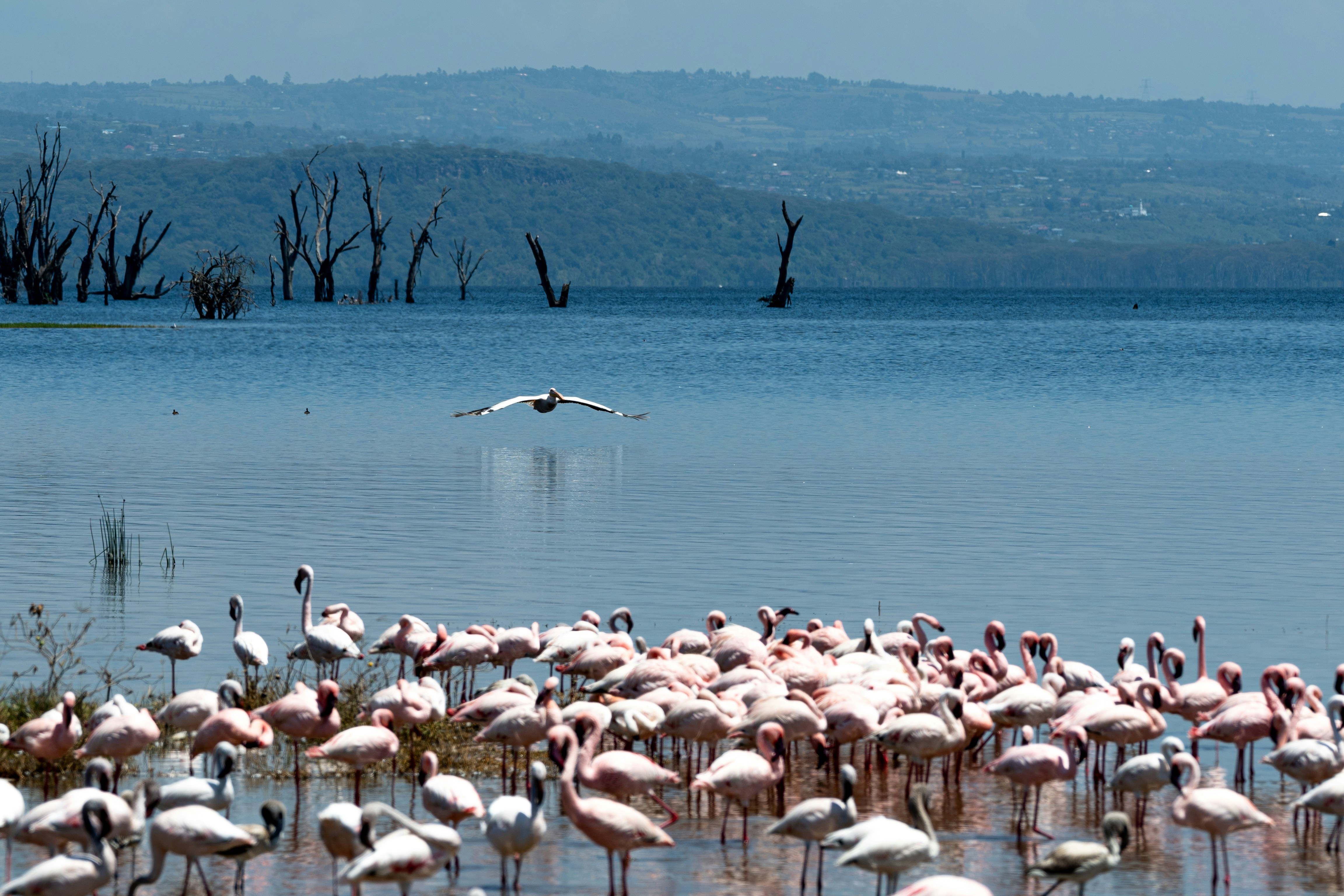 A flock of flamingos stands in shallow water.