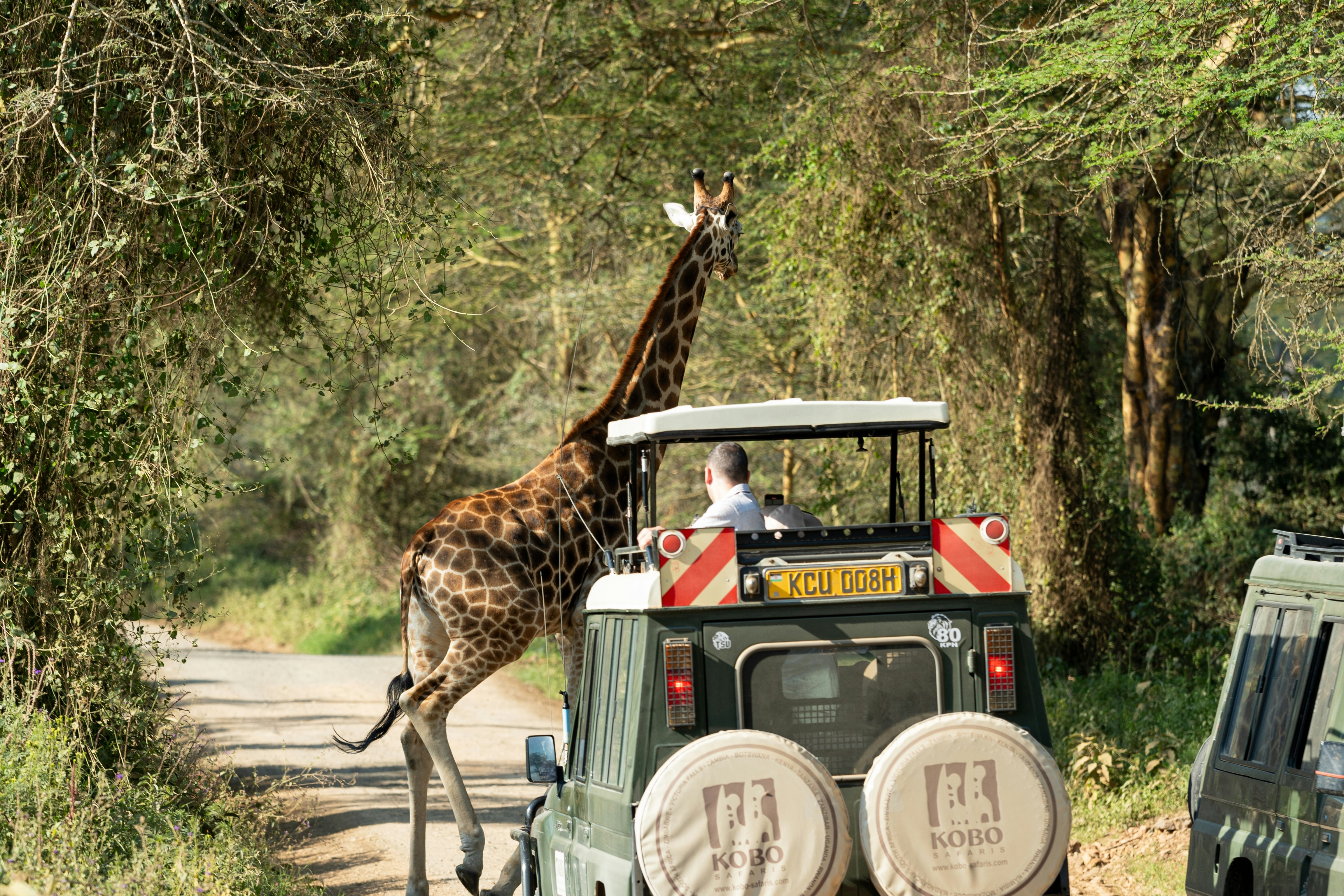 Giraffe walks past safari jeep in a forest
