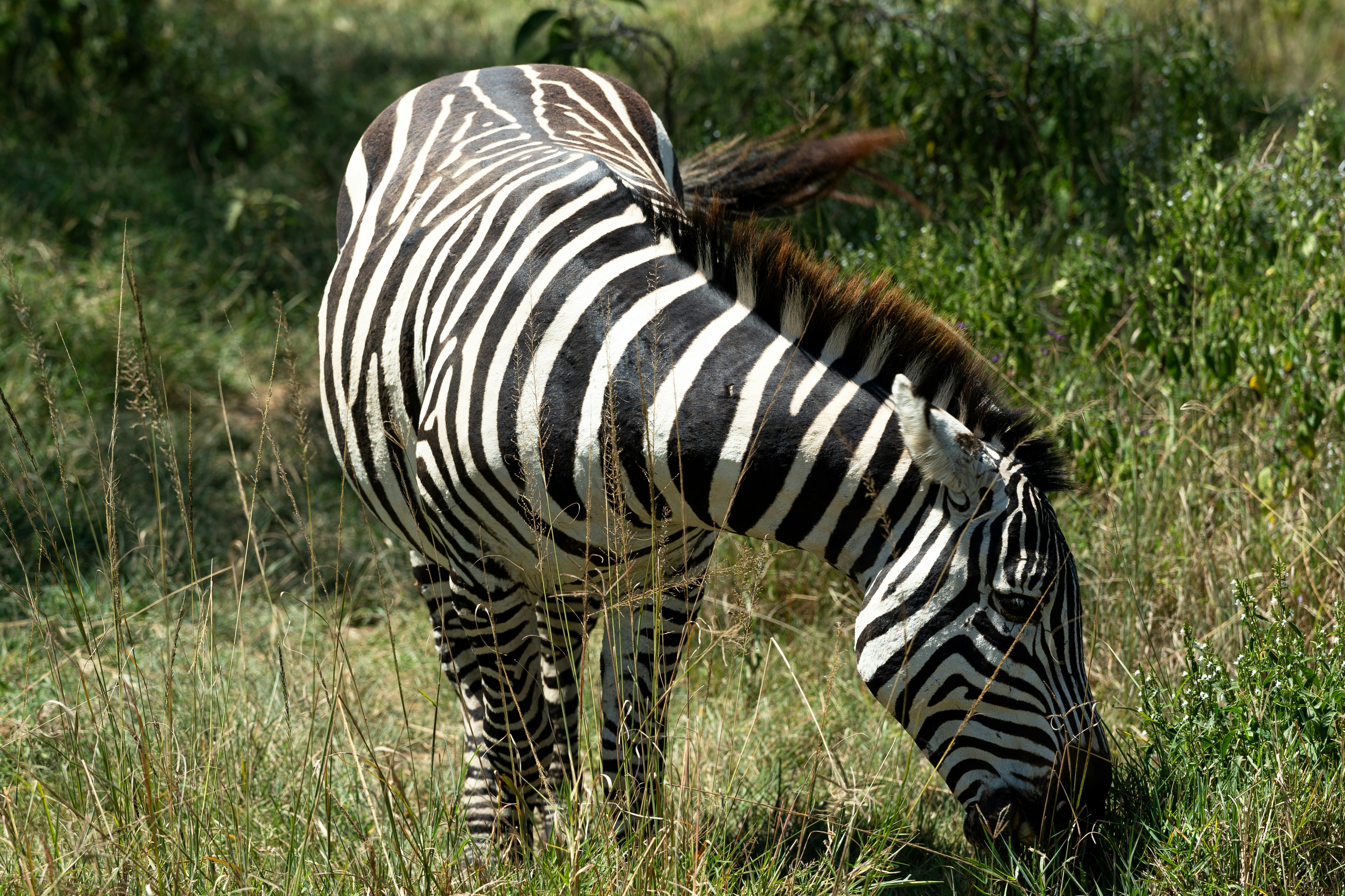 A zebra grazing in a grassy field
