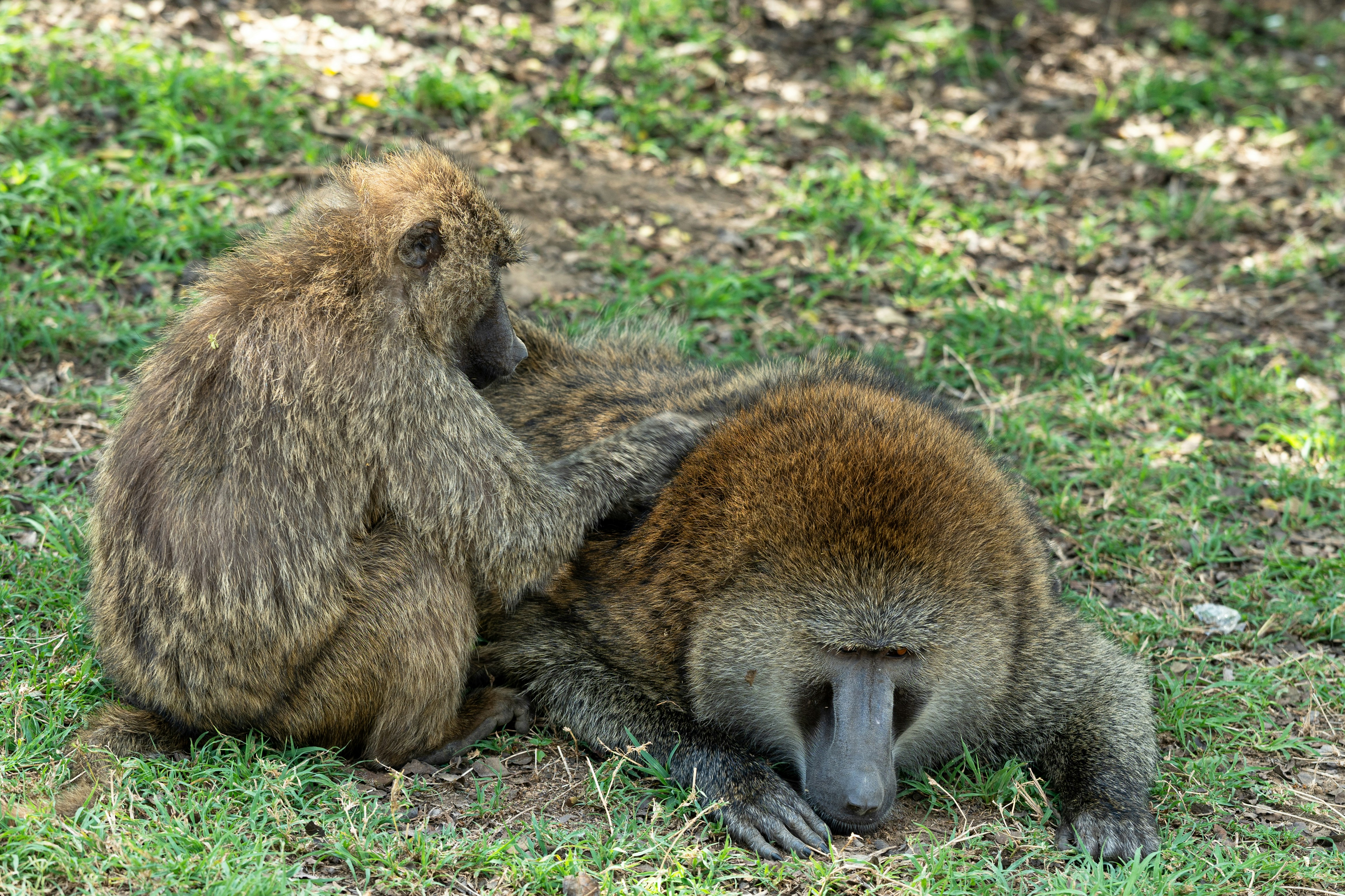 Two baboons grooming each other on grassy ground