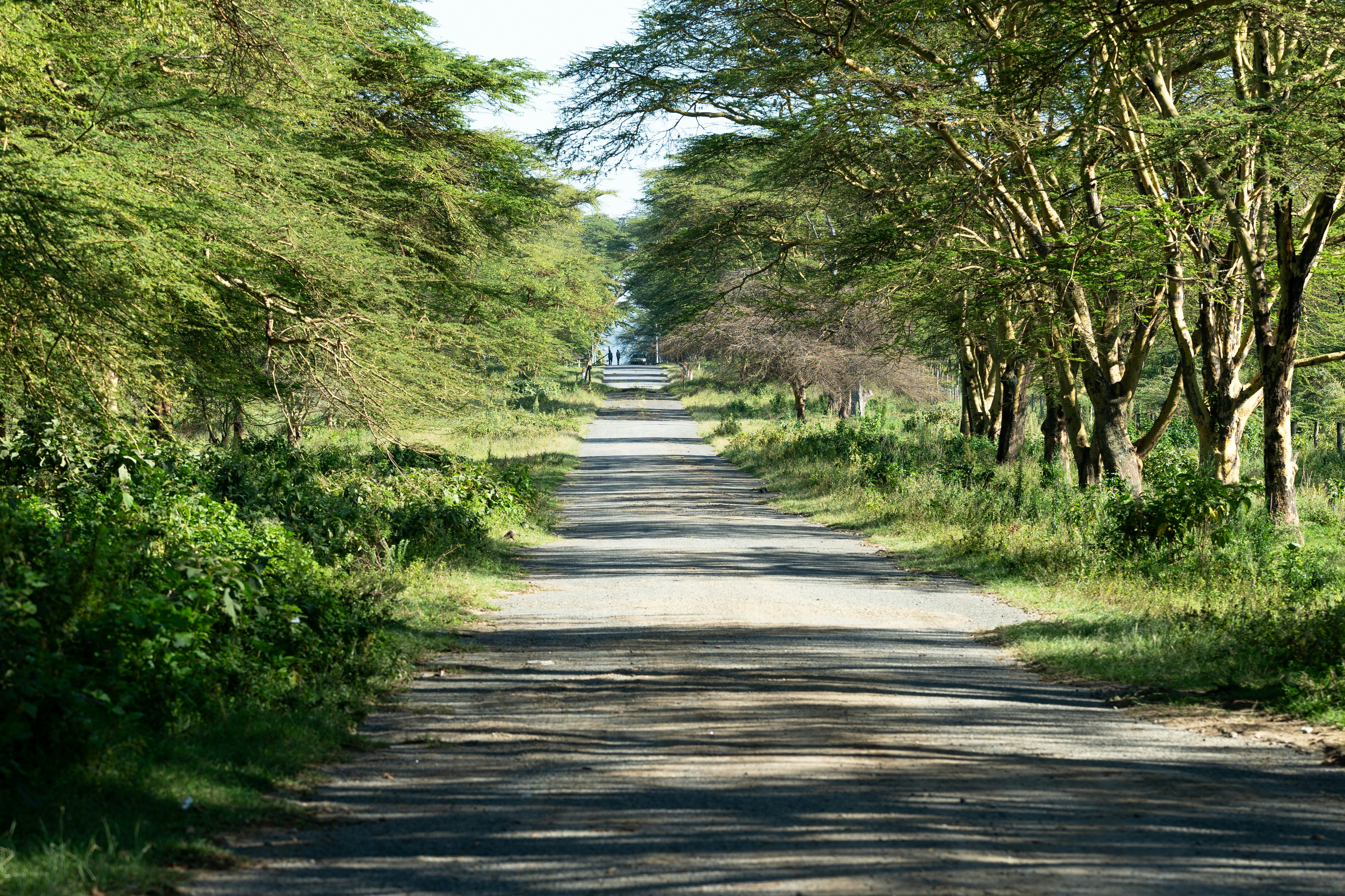 A long, empty road lined with trees.