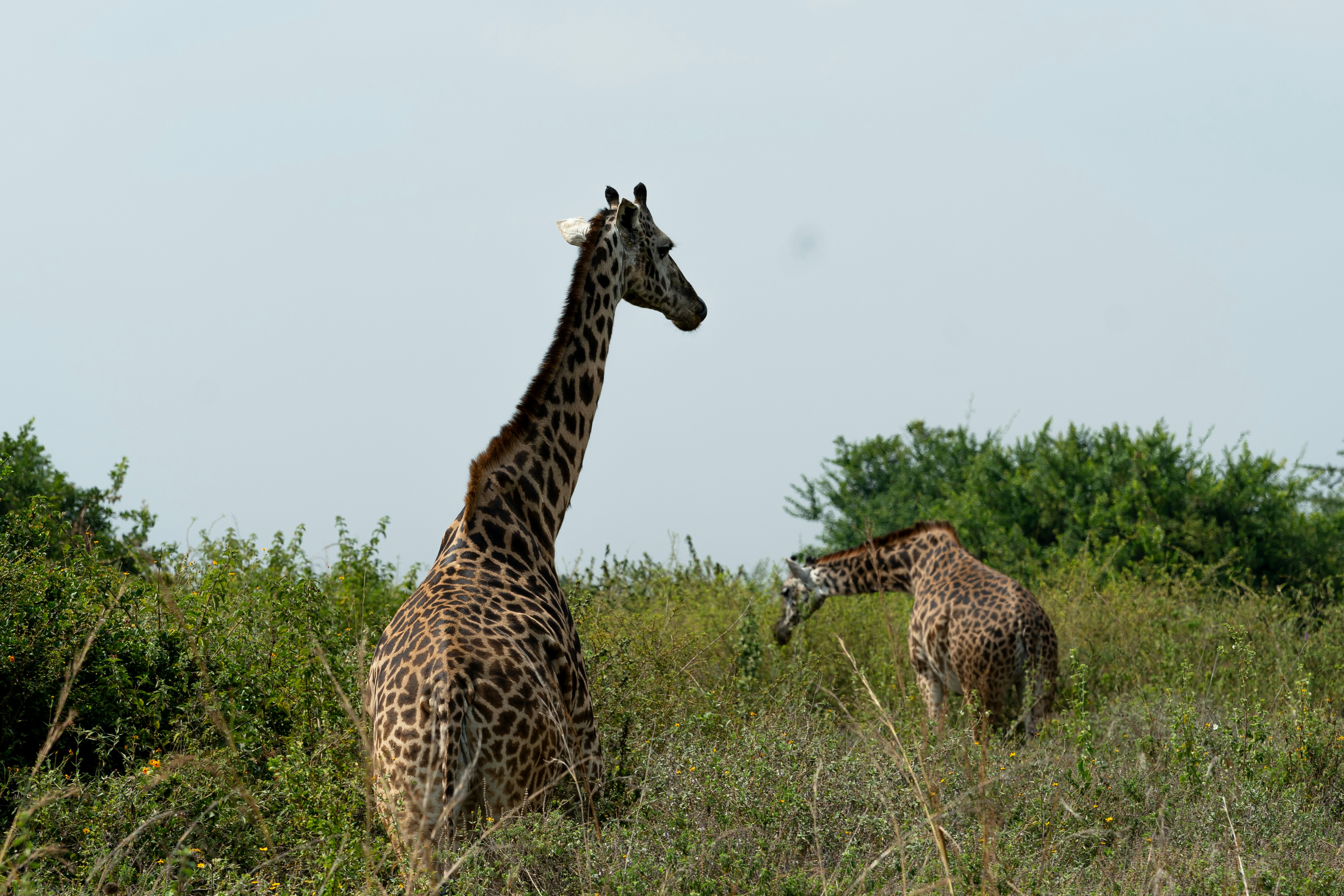 Two giraffes stand in a grassy field.