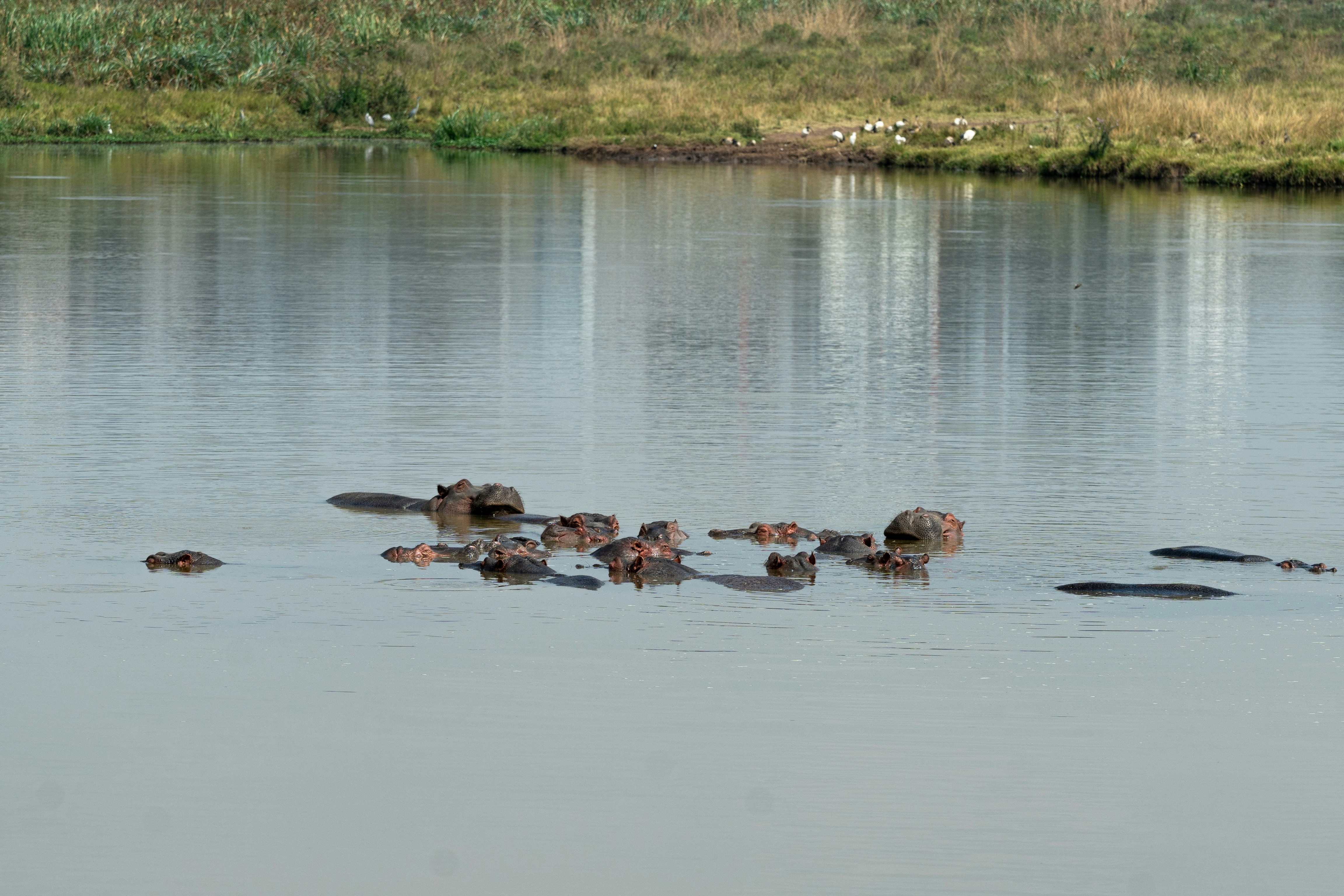 Hippos submerged in a calm body of water.