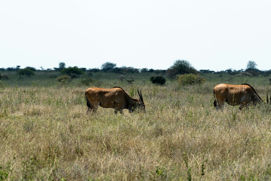 The Great Human Migration: Out of Africa and Across the Globe