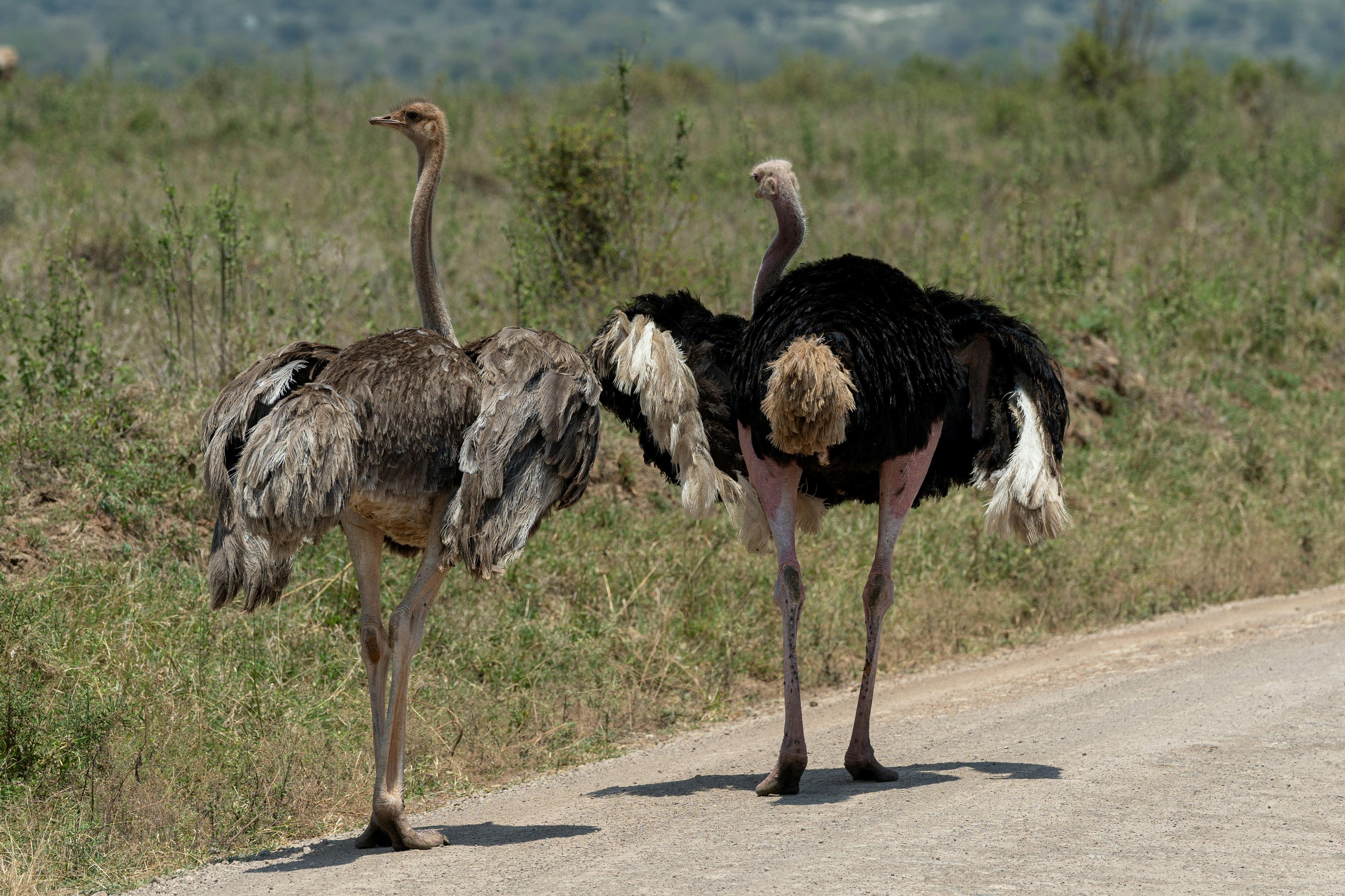 Two ostriches stand on a dirt road.