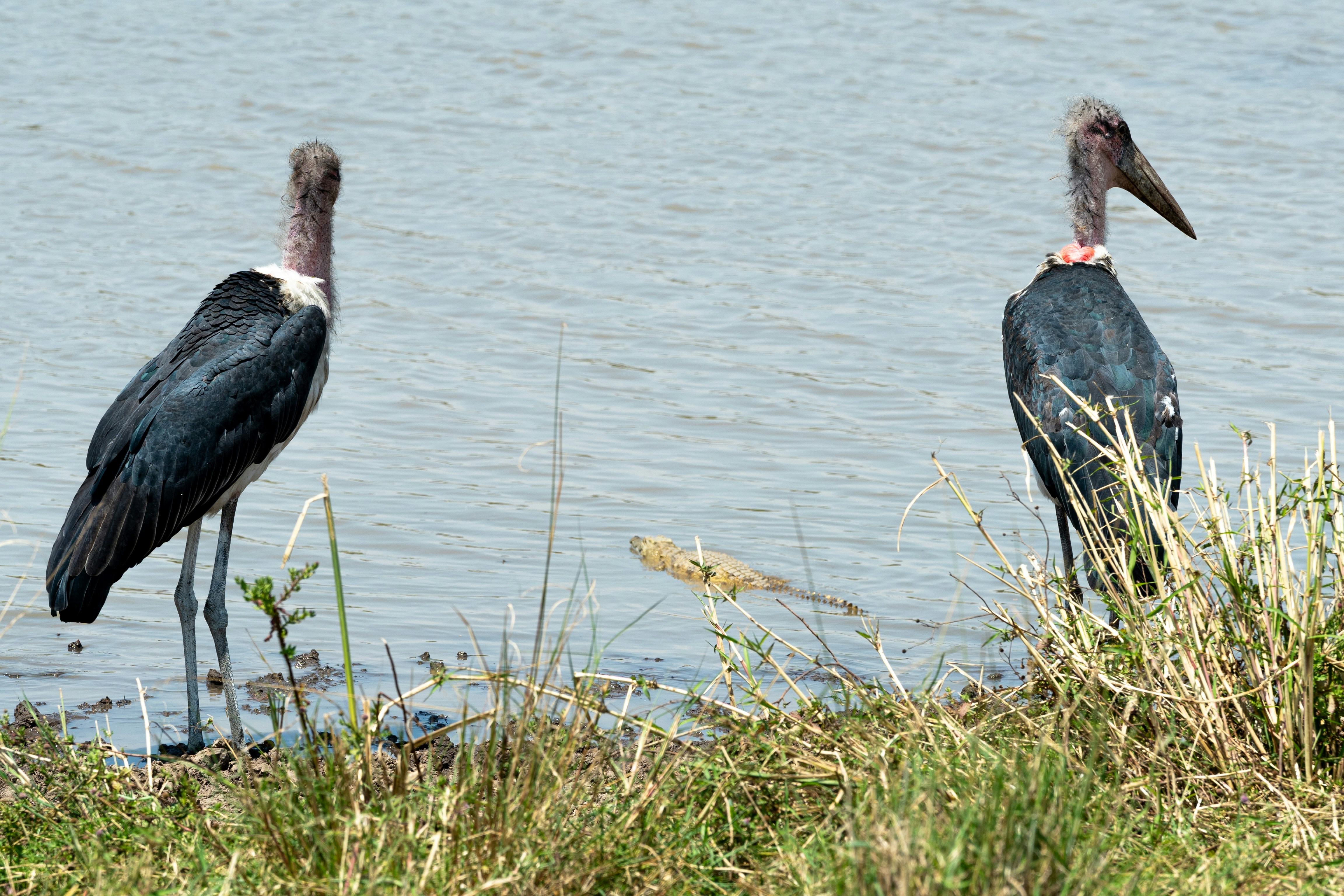 Two marabou storks stand on a grassy shore.