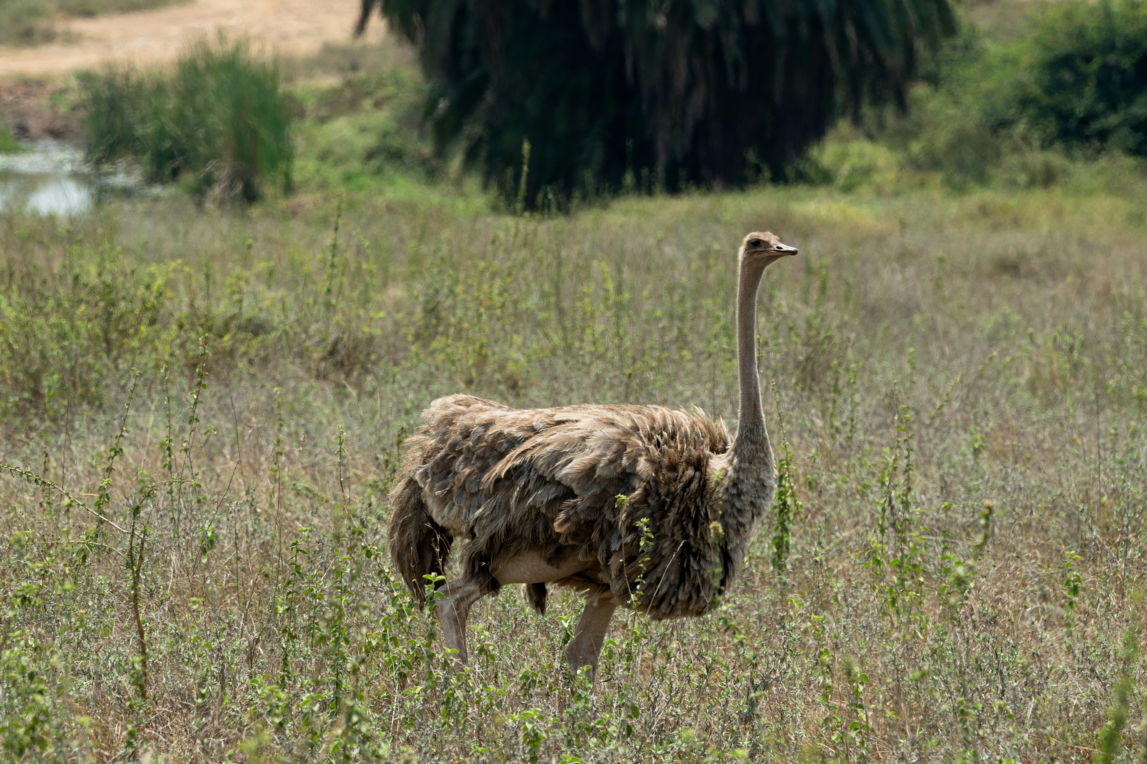 An ostrich stands in a dry grassy field.