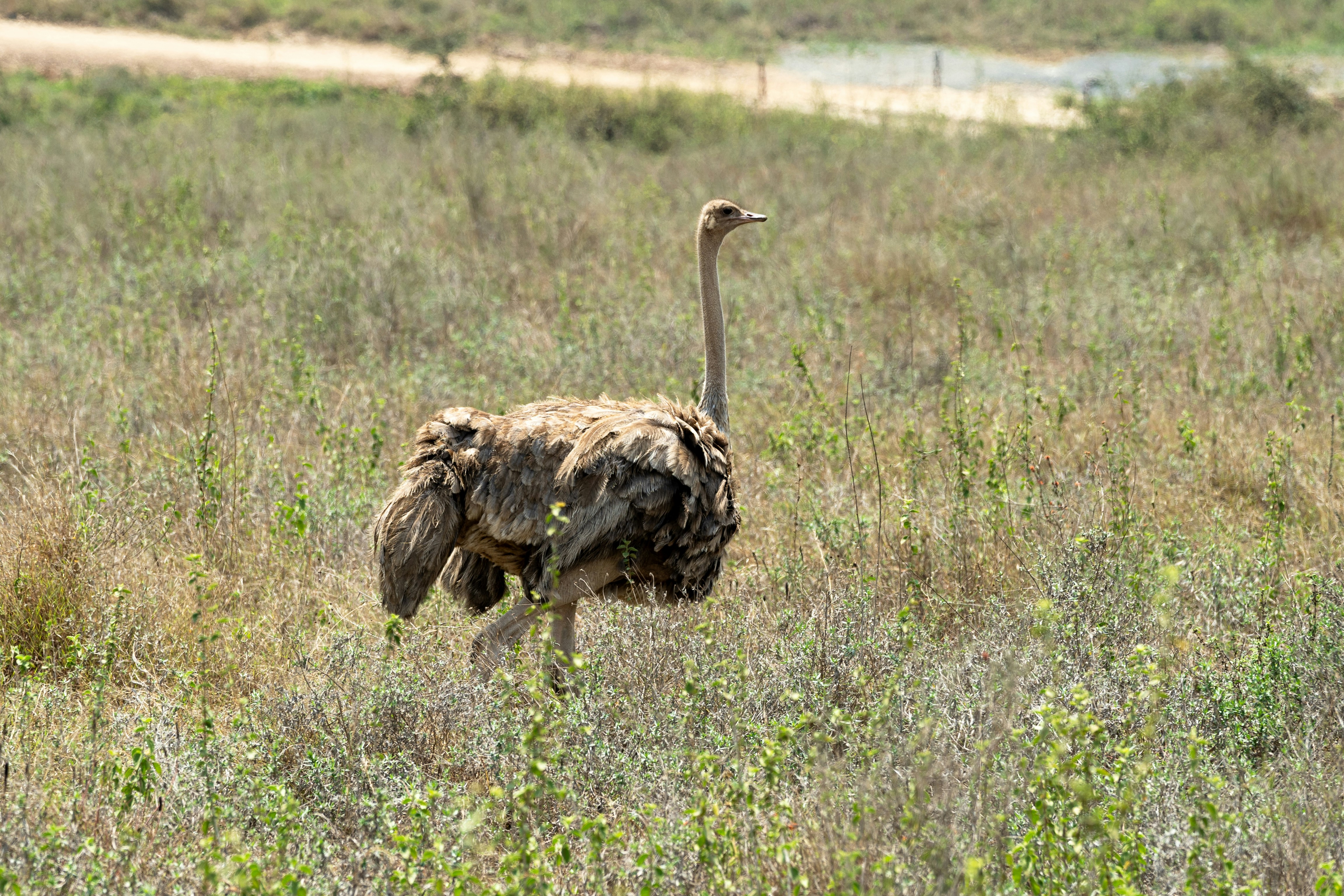 An ostrich stands in a grassy field.
