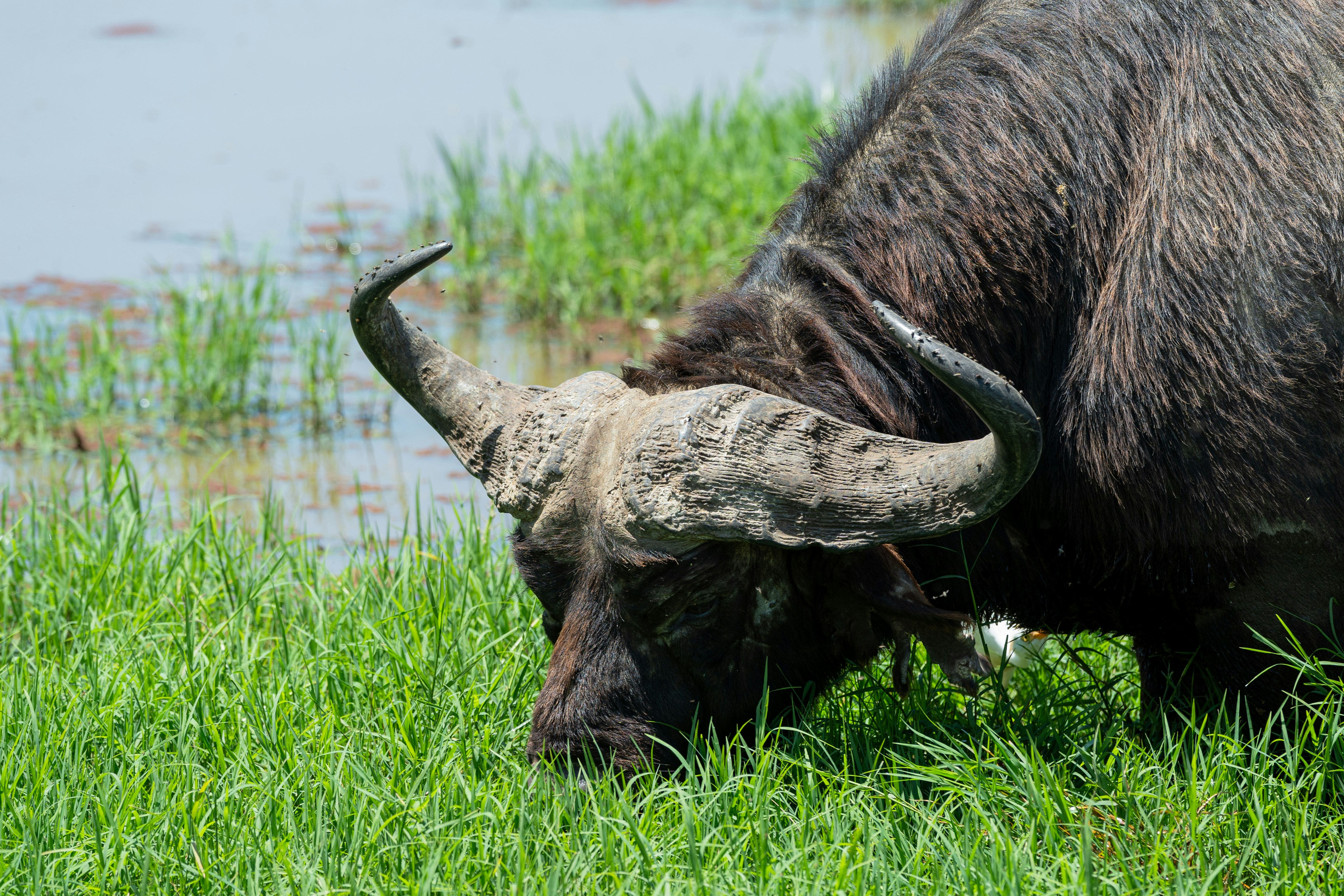 Buffalo grazing in lush green grass near water