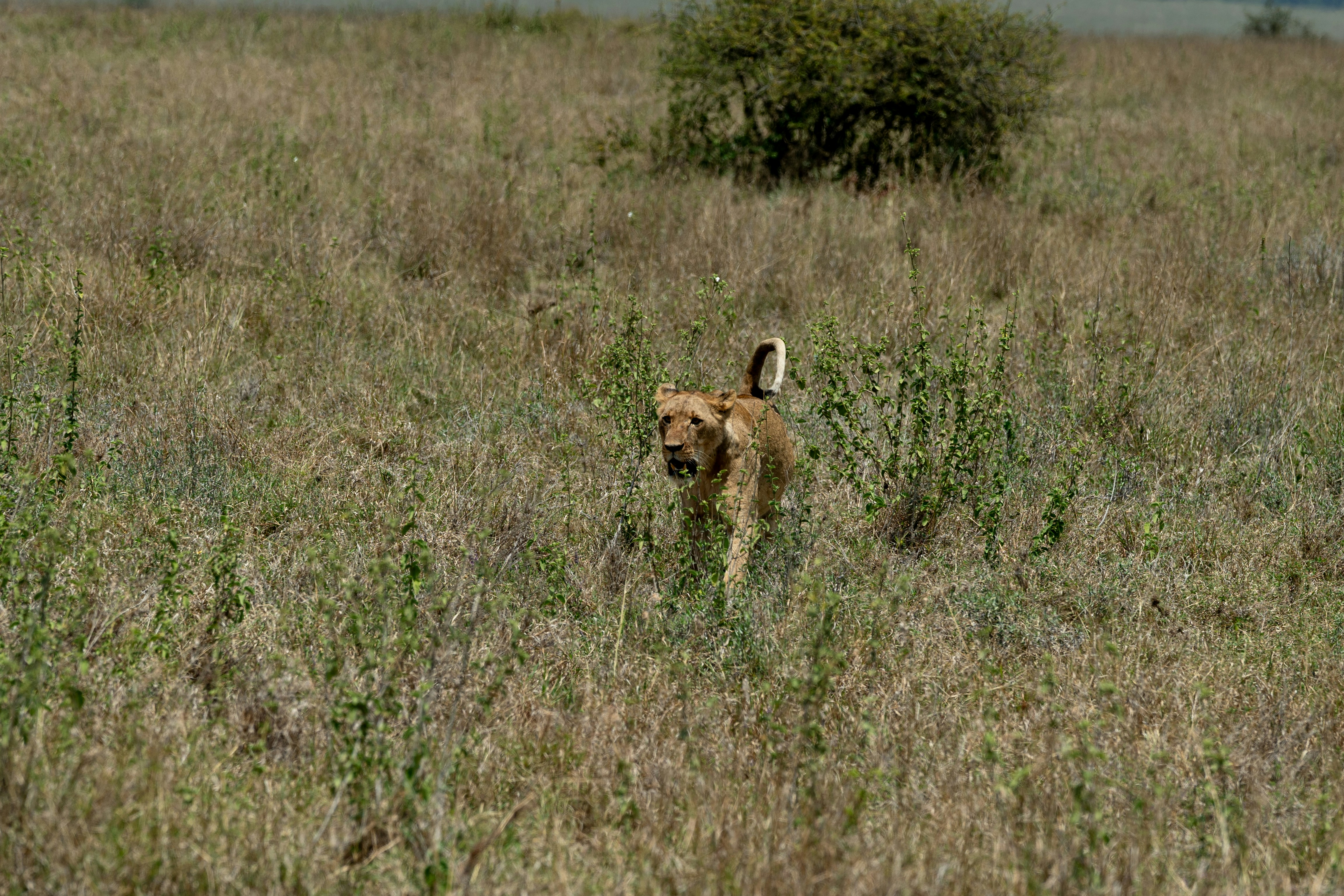 A dog walks through tall, dry grass.