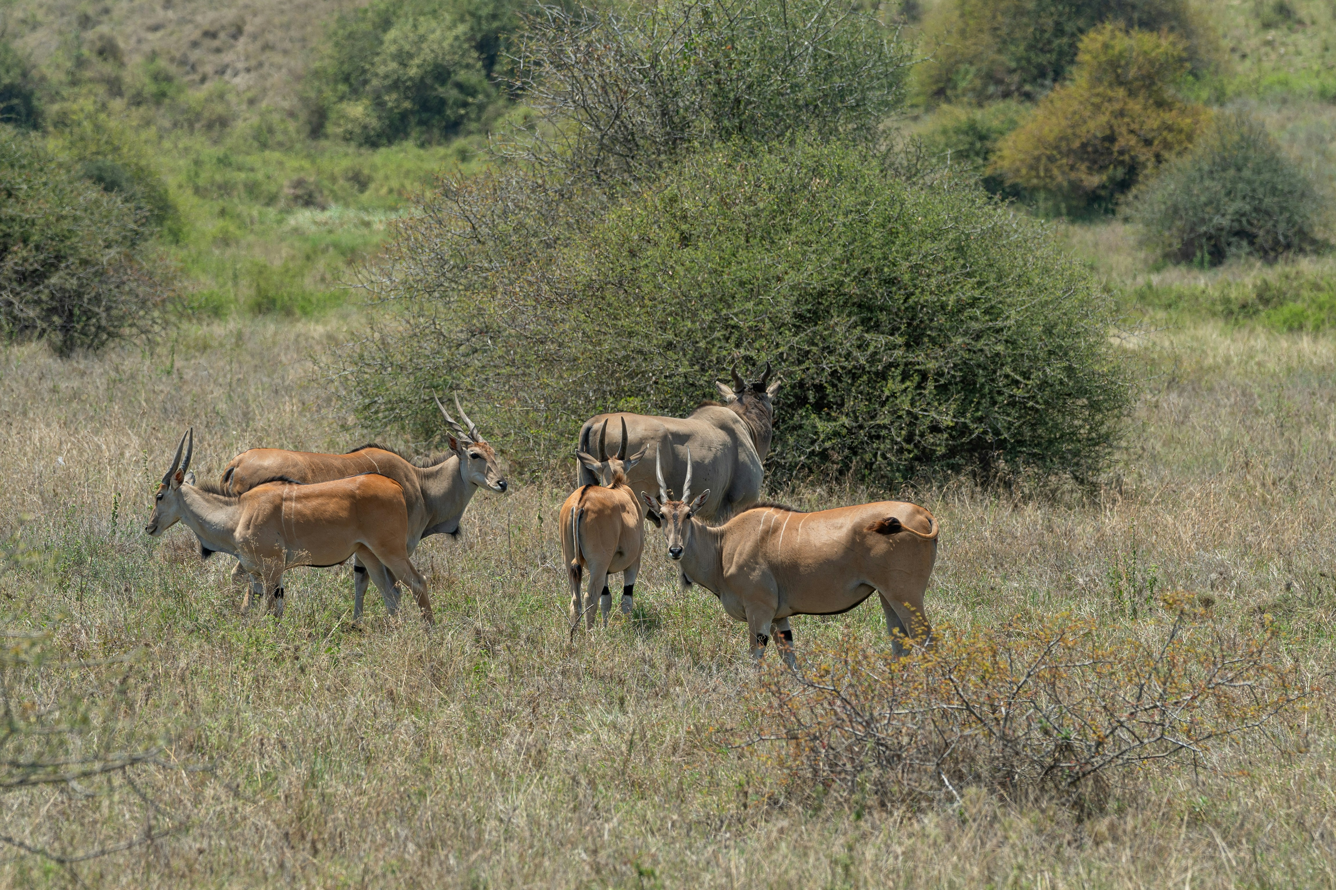 Group of antelope and rhino in grassy savanna