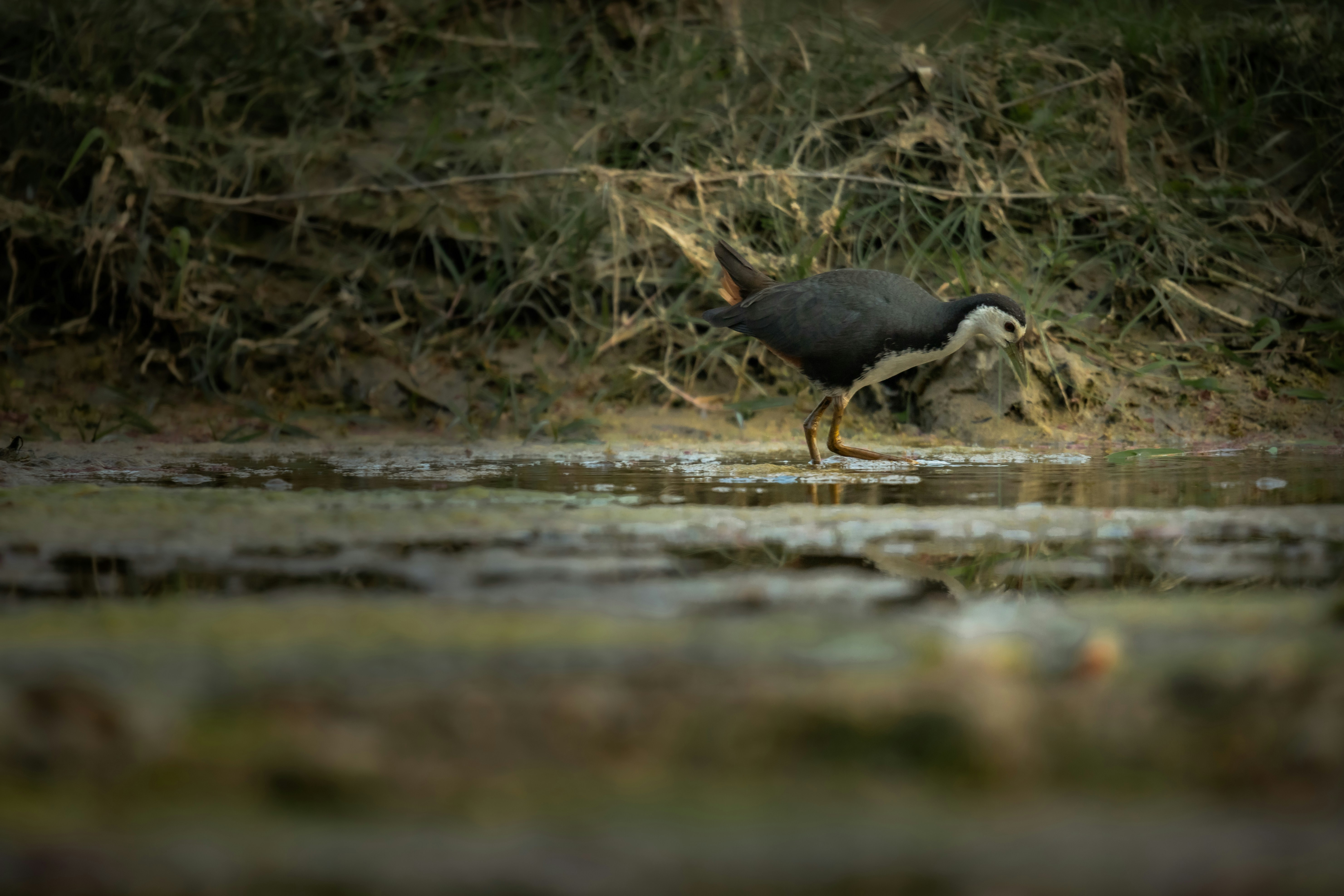 White-Breasted Waterhen