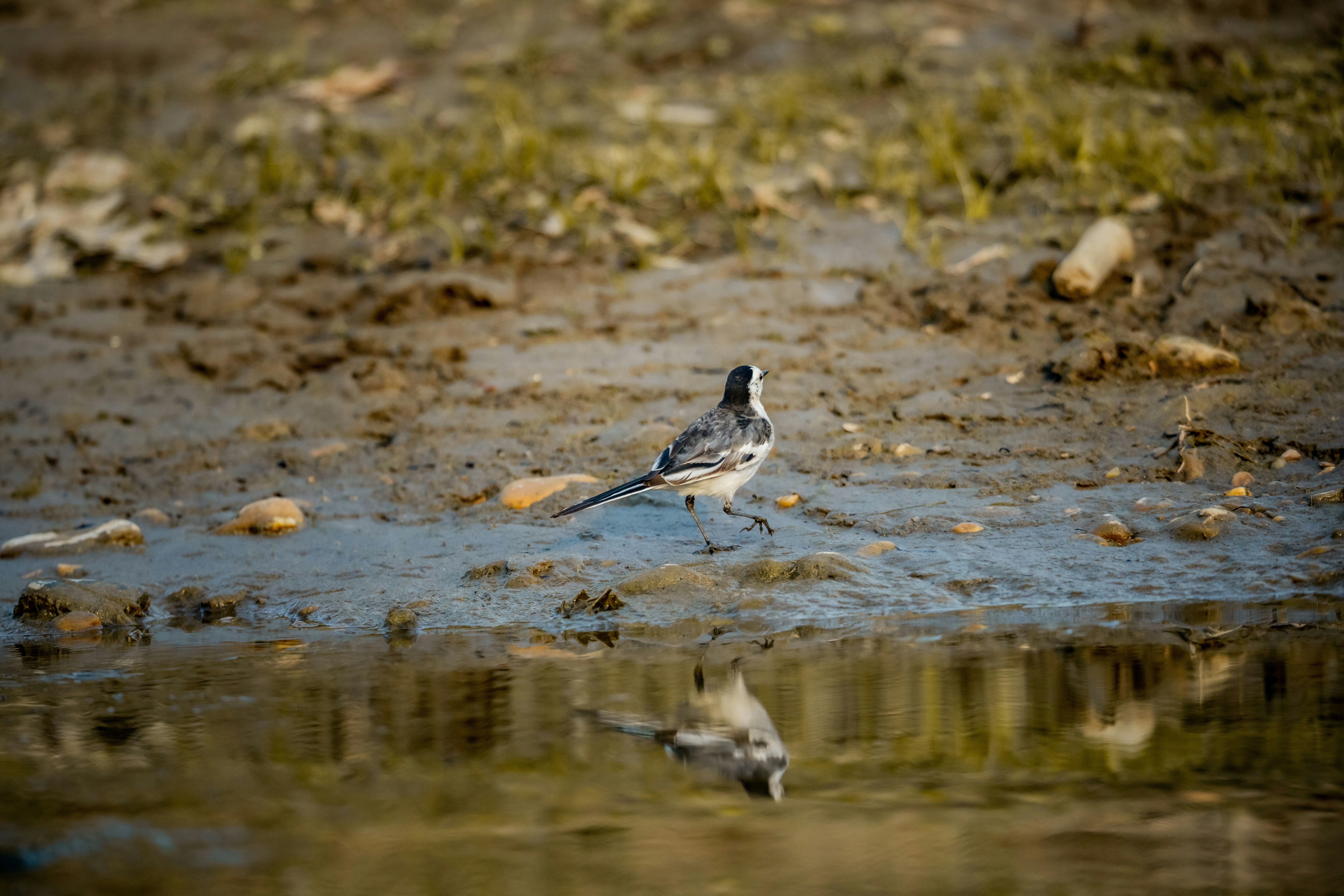 Photo by sanoyatra