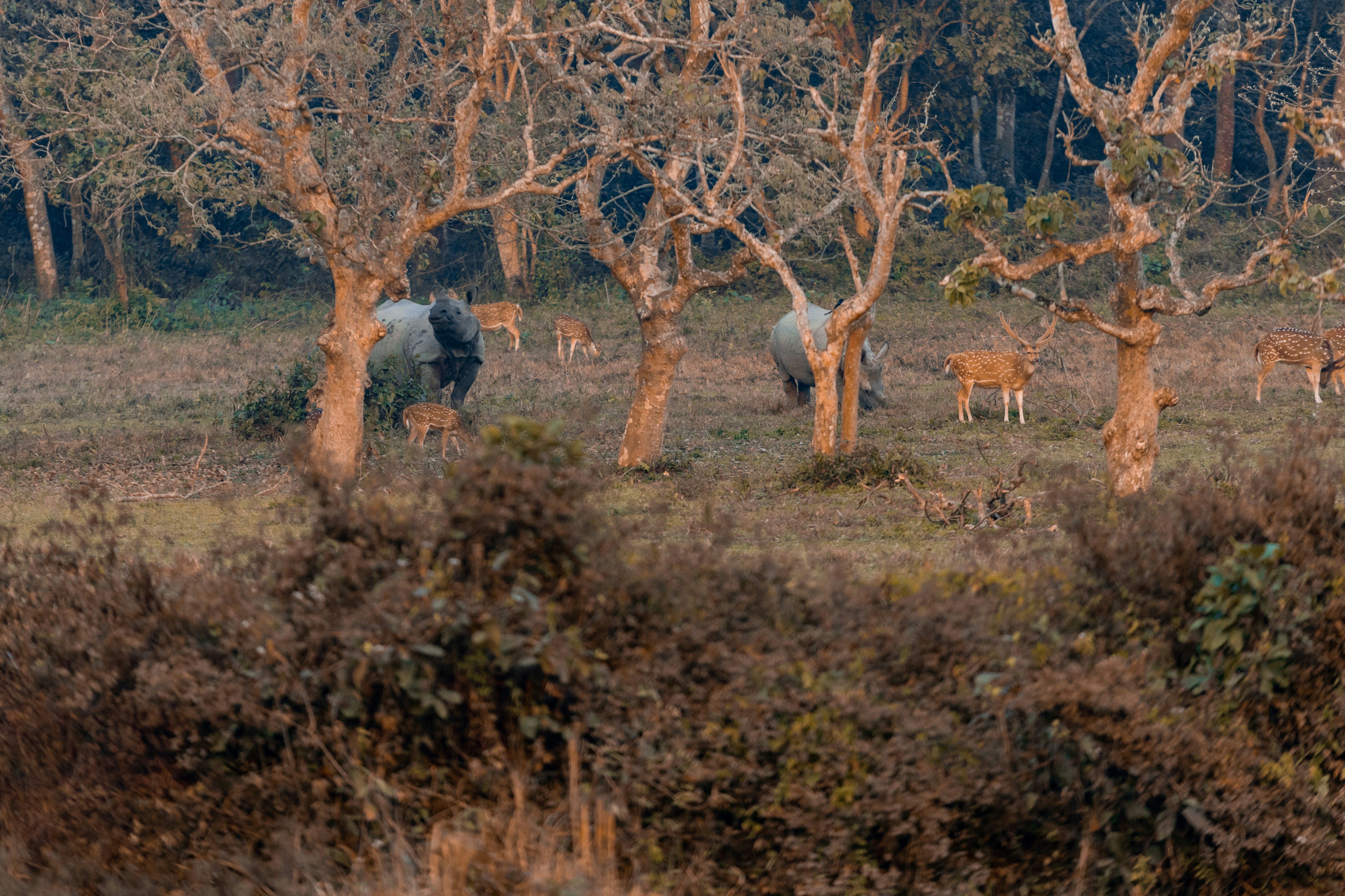 Rhinos and Spotted Deer Grazing Together in Chitwan Forest
