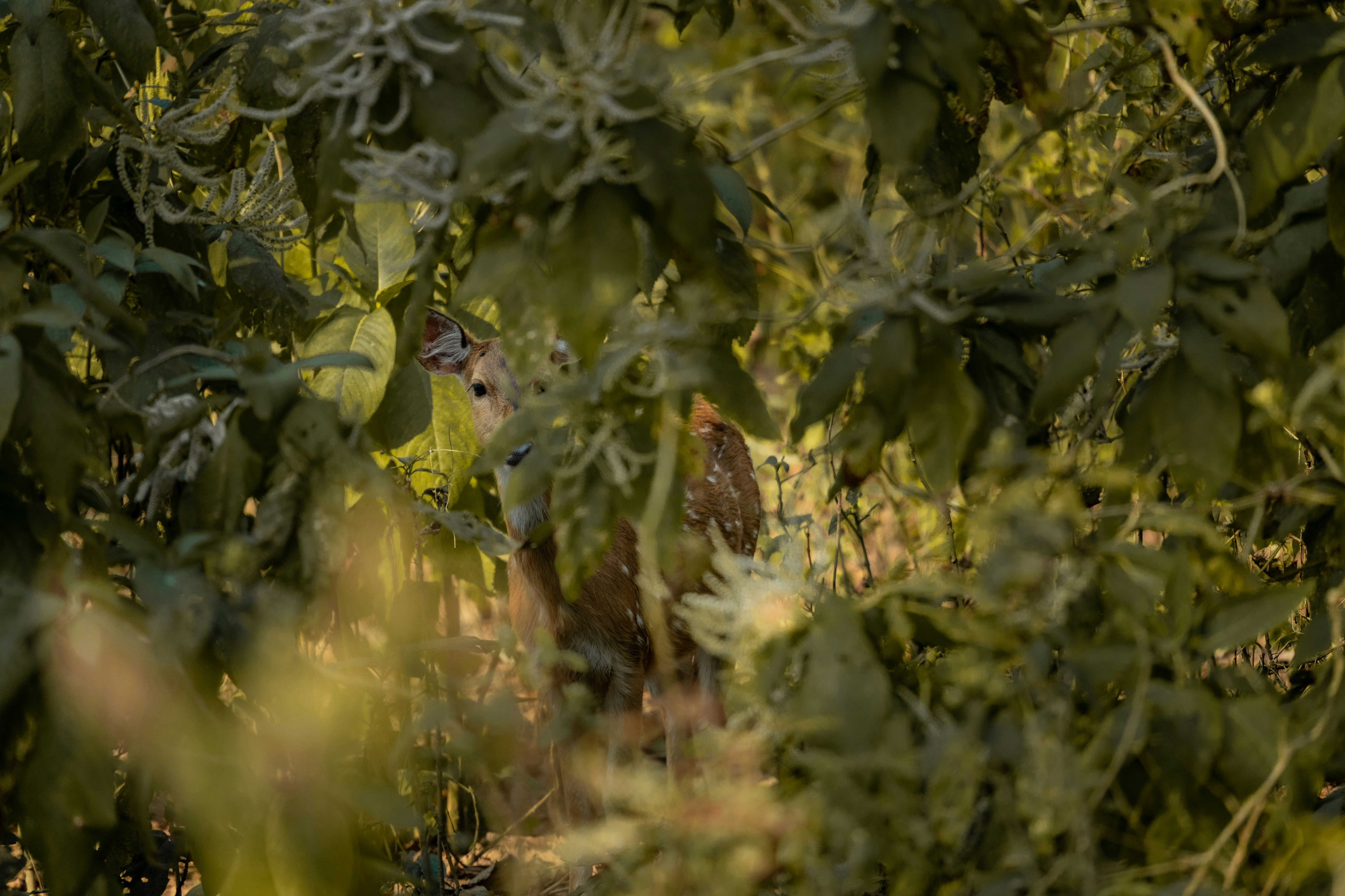 A small owl peeking through green foliage