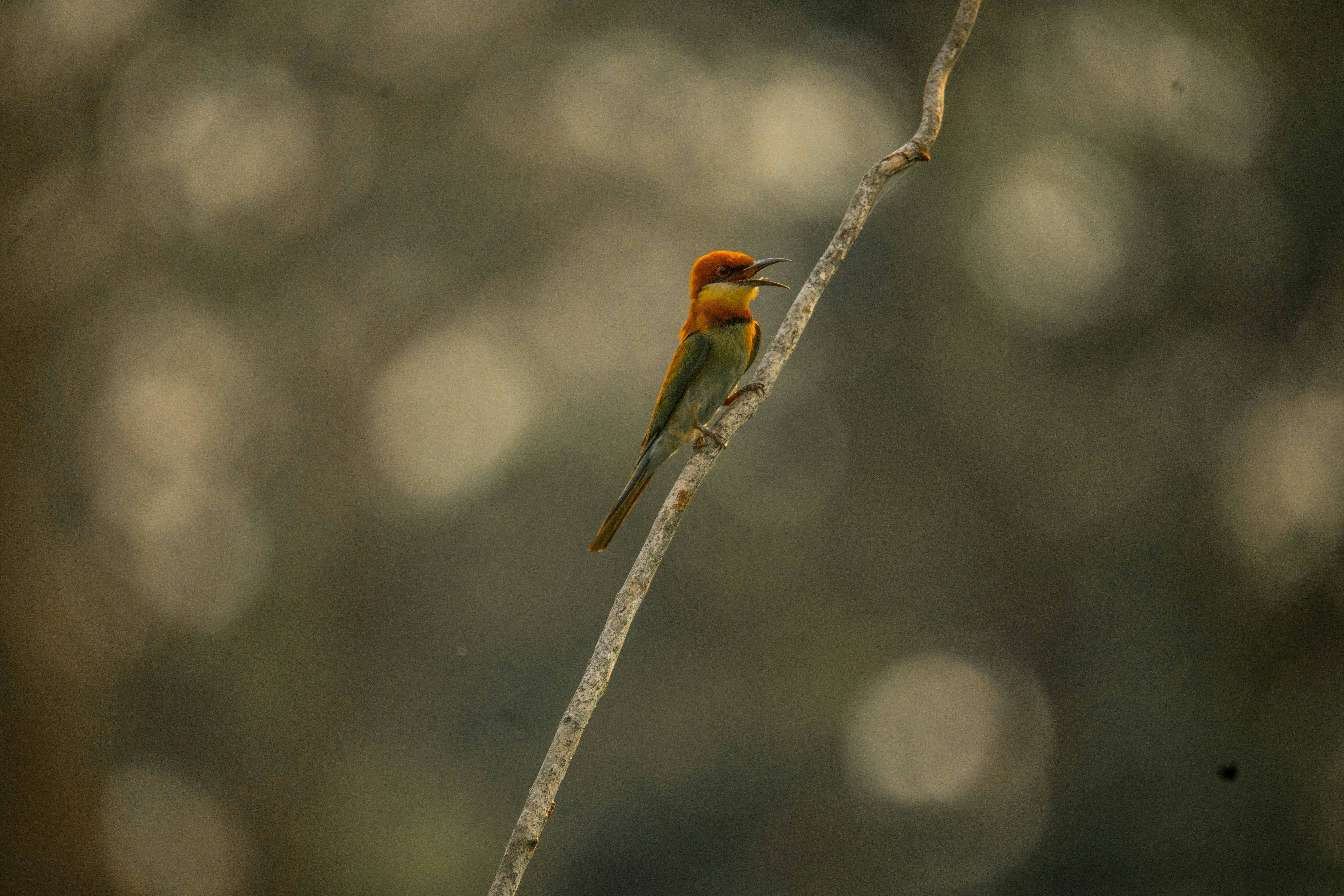 Photo by sanoyatra
