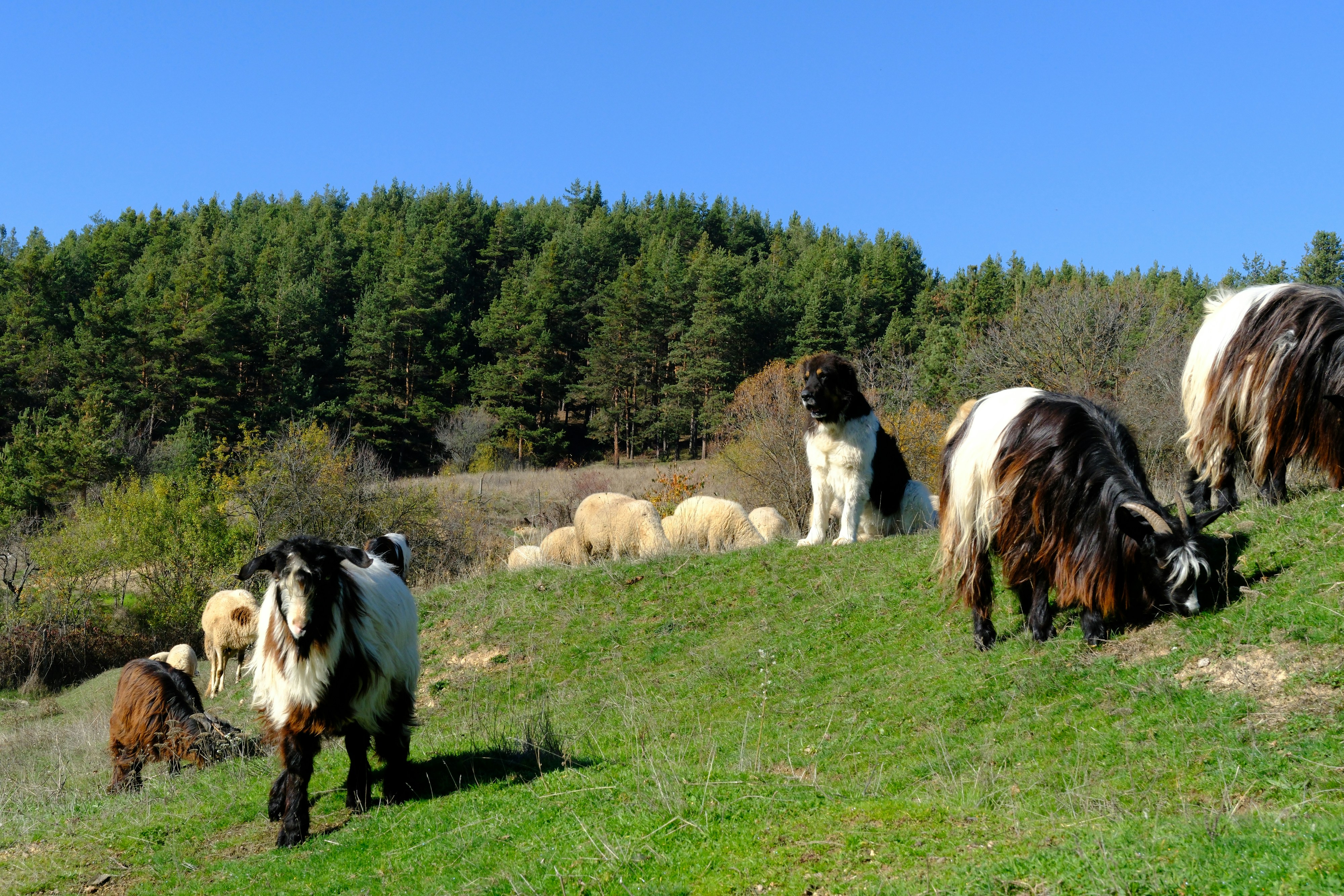 Cabras y ovejas pastando en una ladera cubierta de hierba con perro.