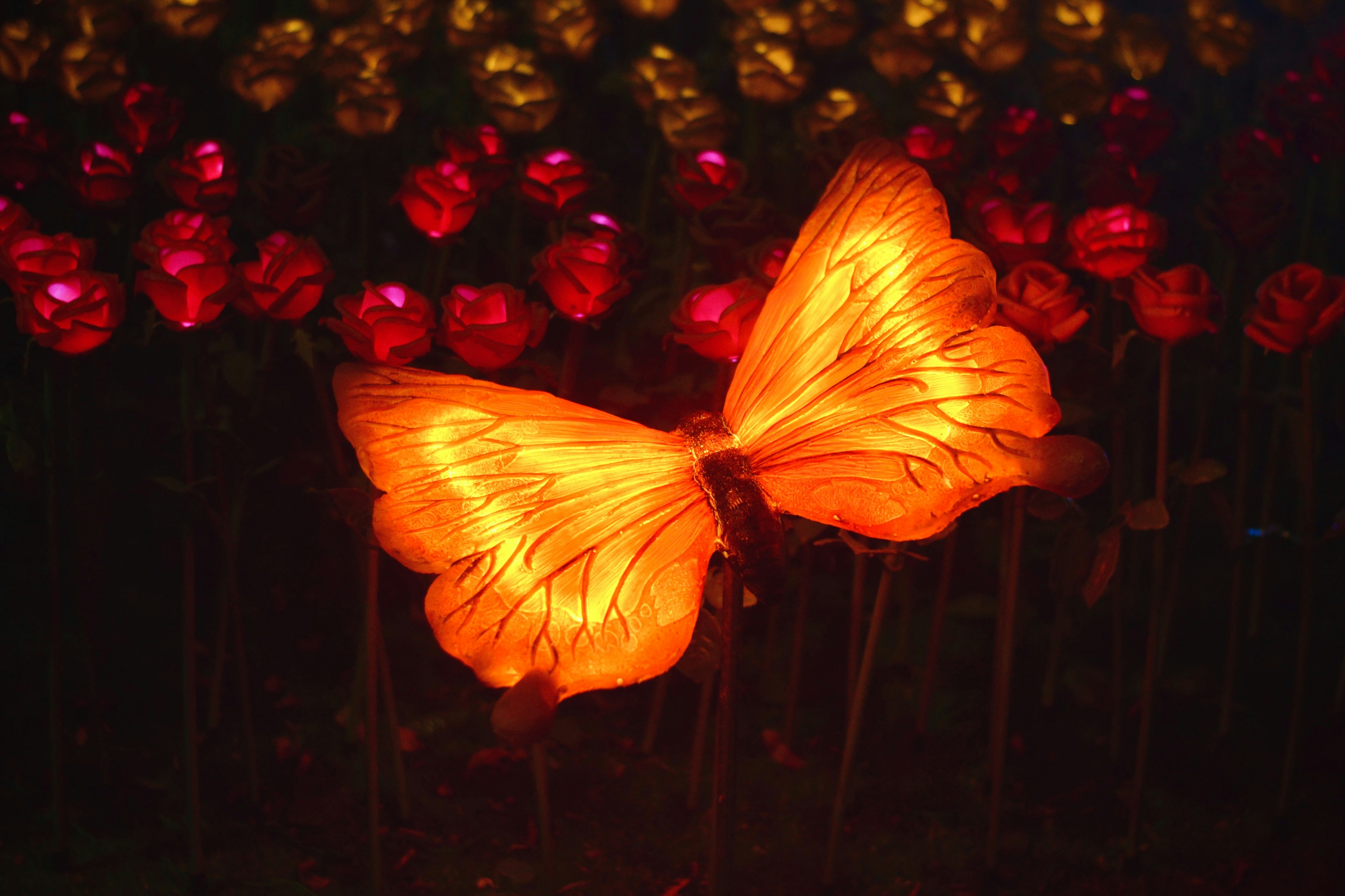 Glowing orange butterfly lantern among red and yellow lights