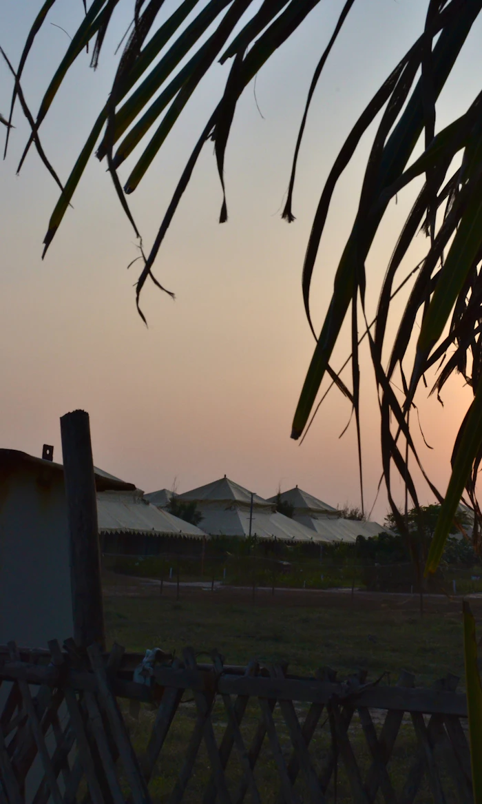Tents at sunset framed by palm leaves