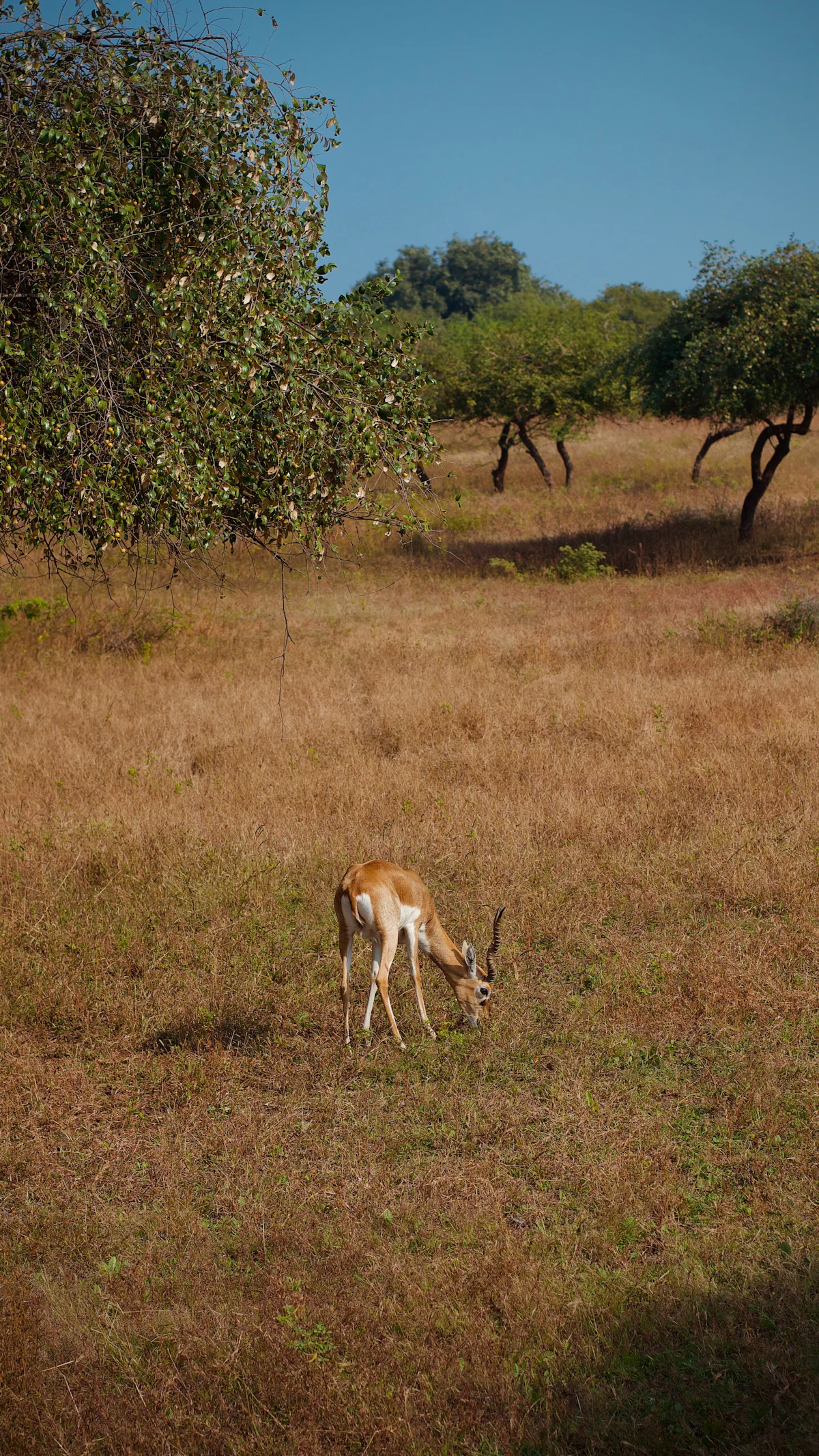 Tal Chhapar