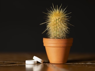 Small potted cactus with two white pills.