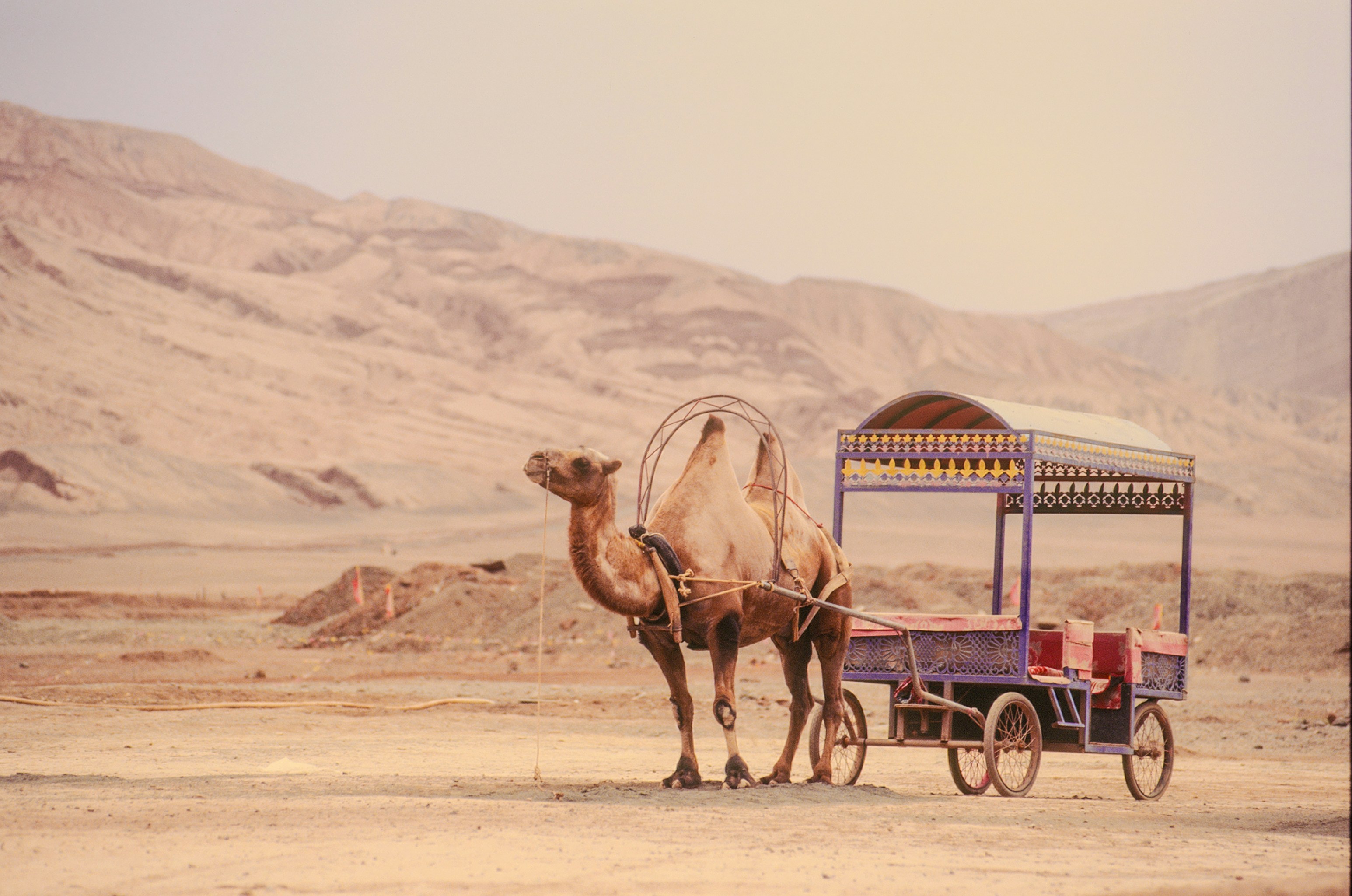 Camel with a cart in a desert landscape.