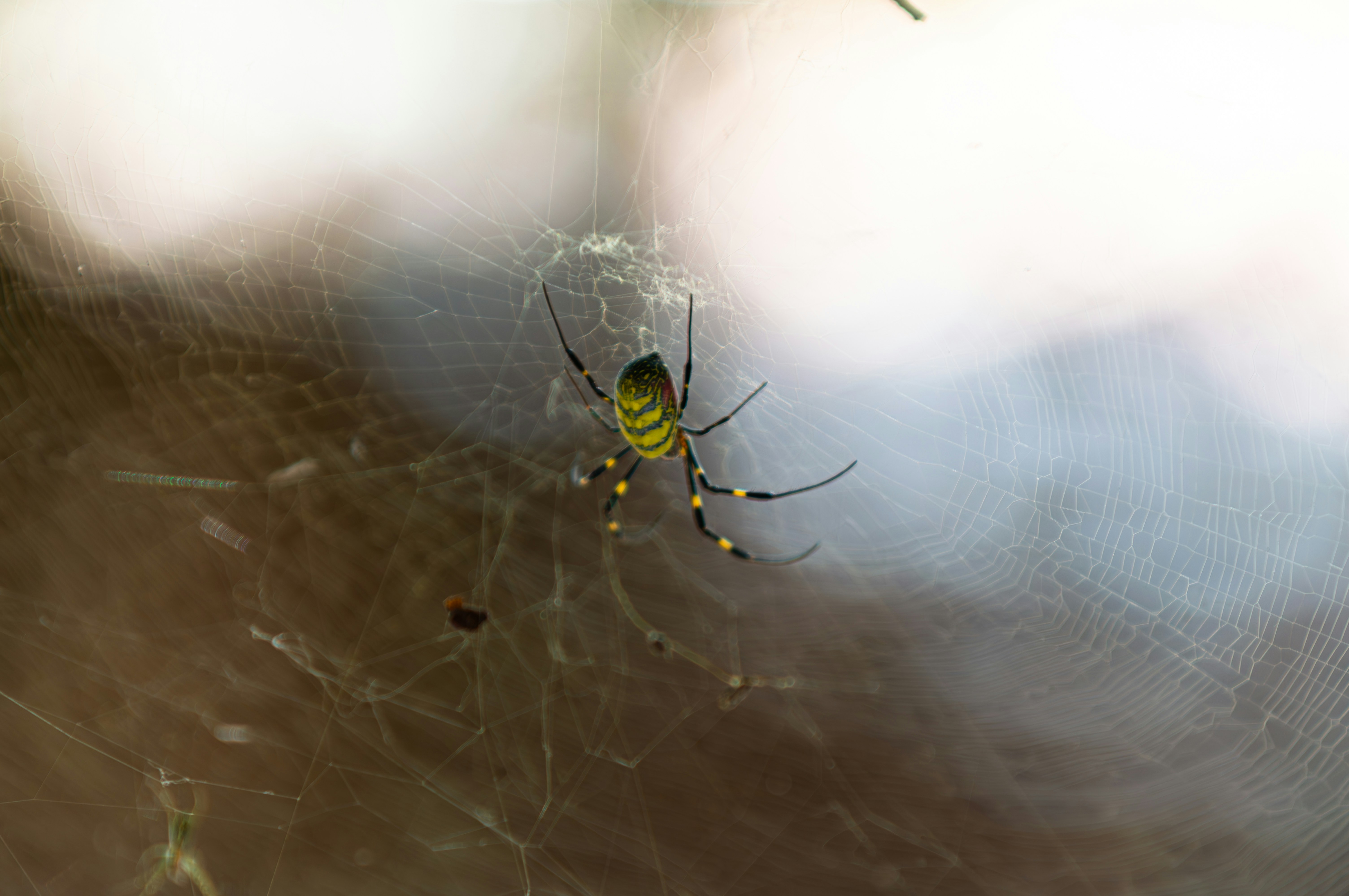 Una araña amarilla y negra en su telaraña.