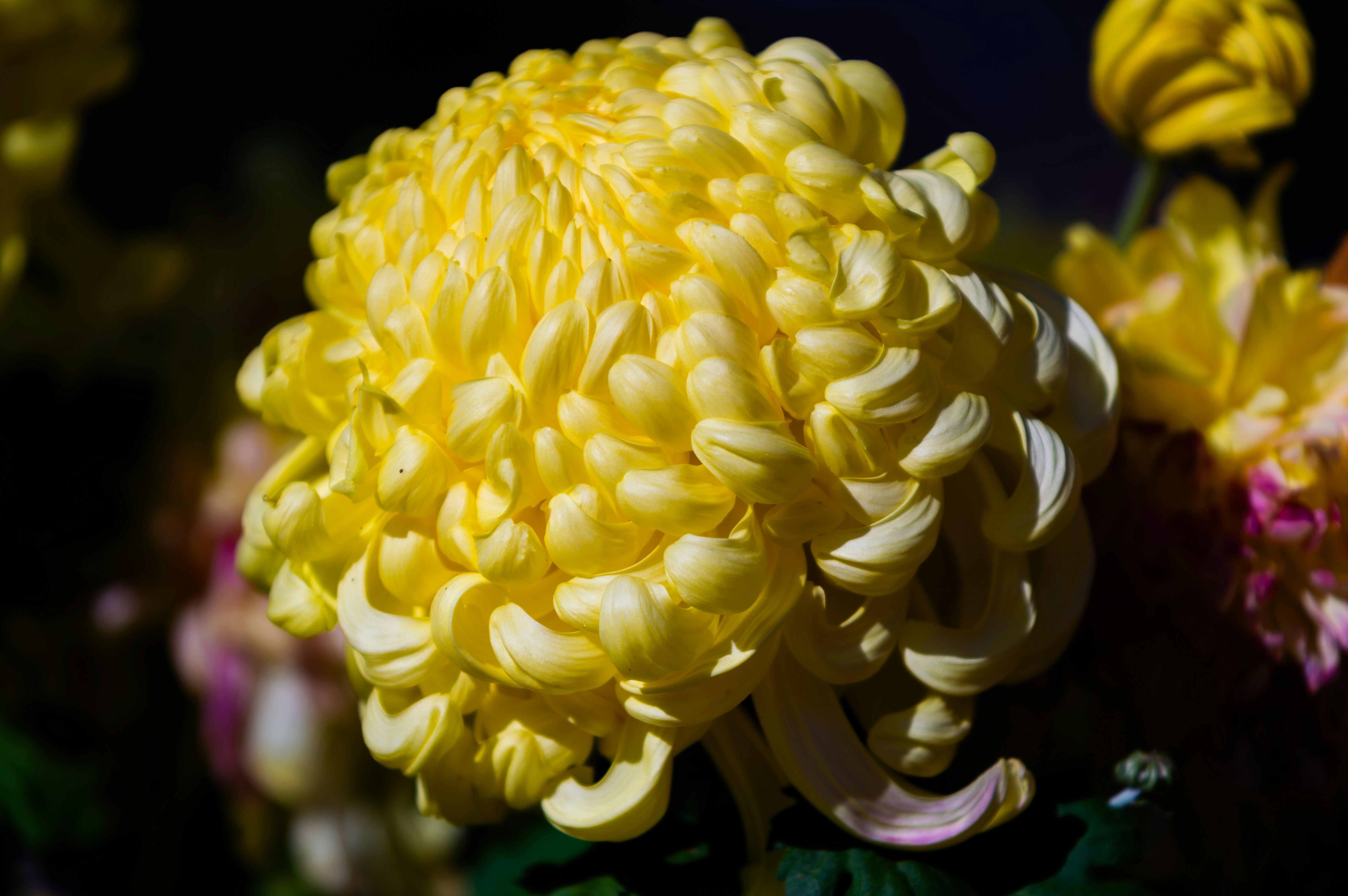 Una gran flor amarilla de crisantemo florece con intensidad.
