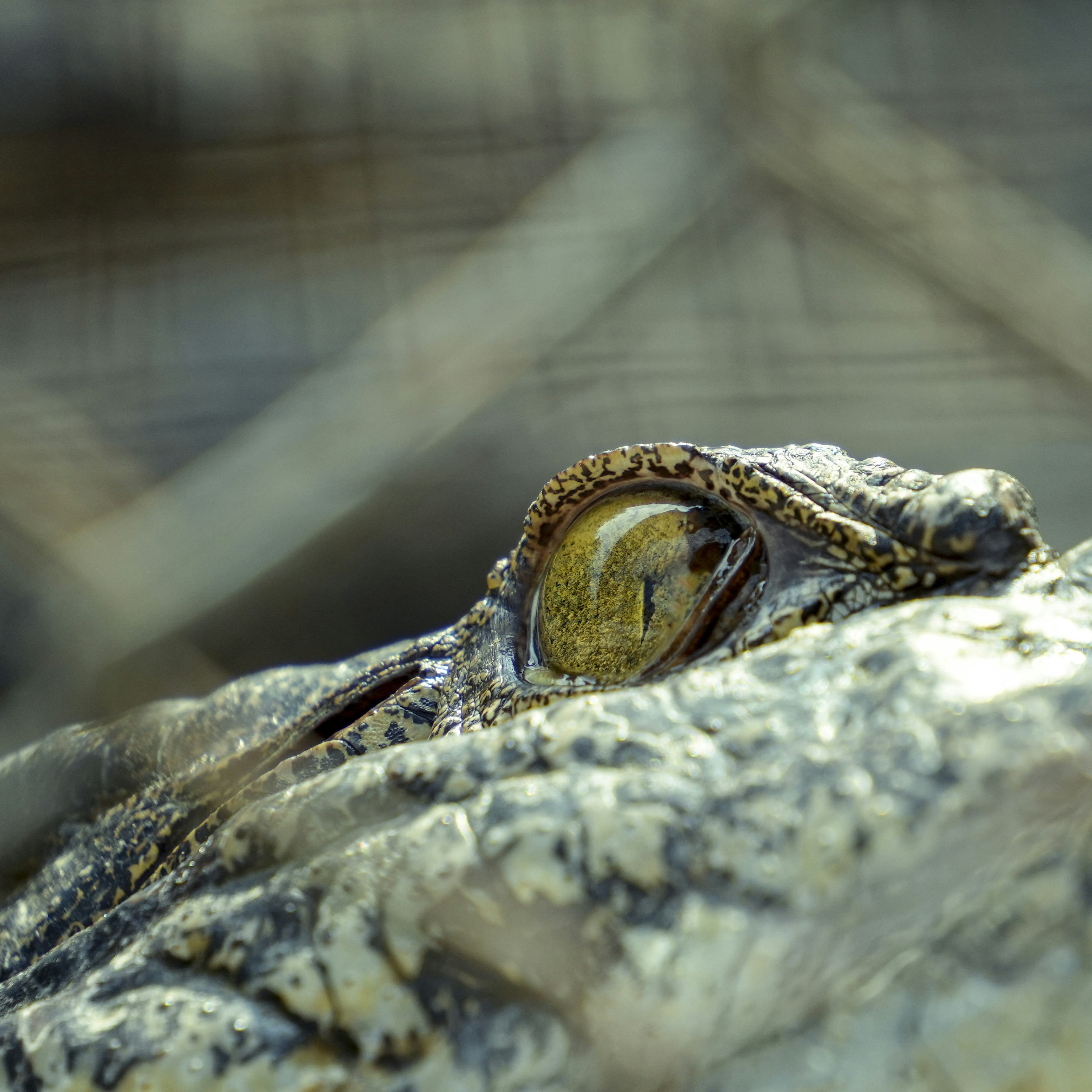 Close up of a crocodile's eye and scaly skin
