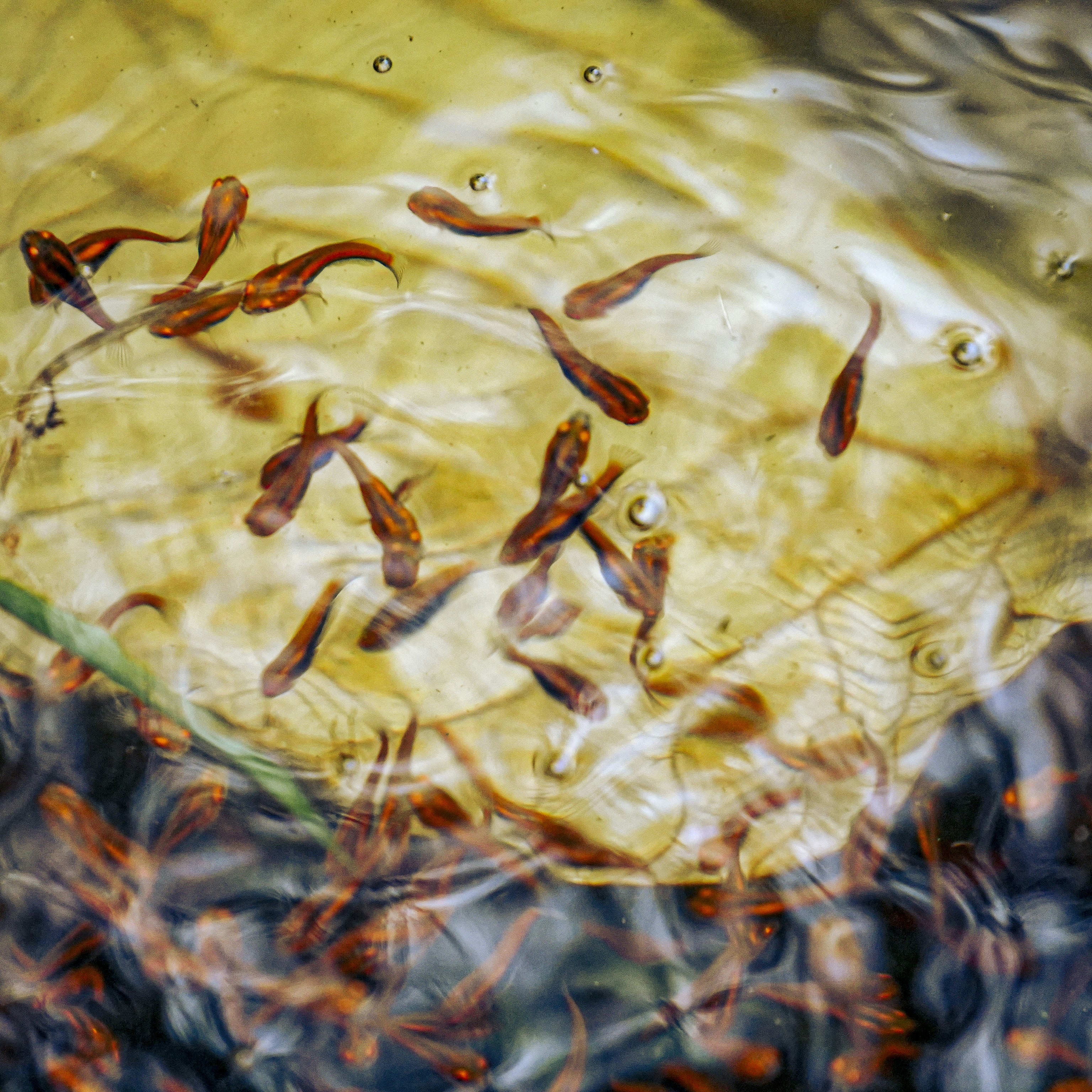 A school of small fish swimming in murky water.
