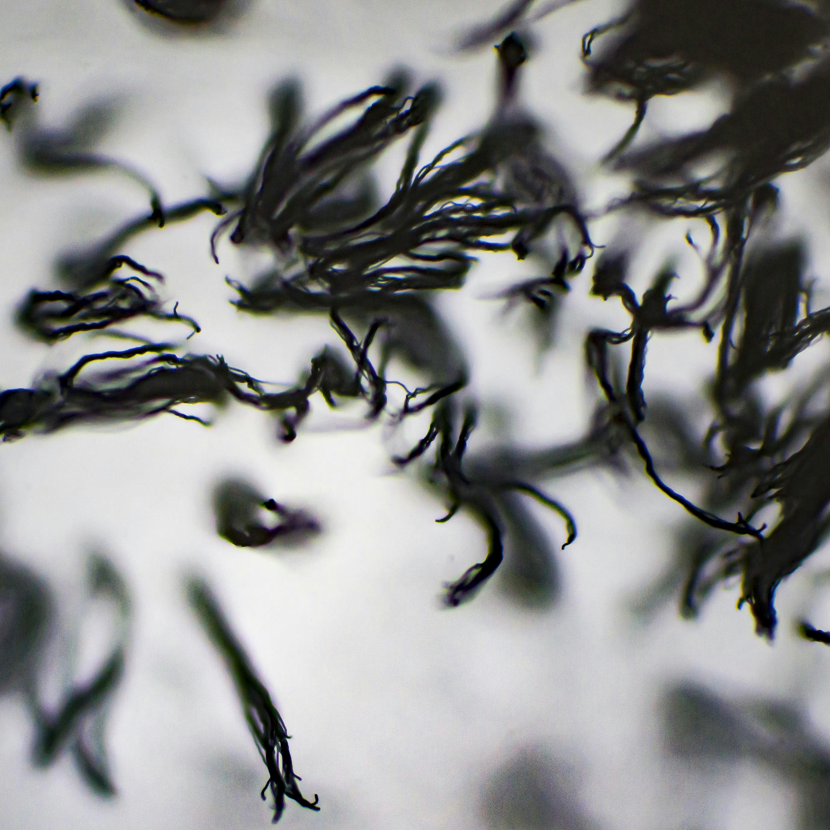 Micro-Gallery: The Best Microscopy Images of January 2024