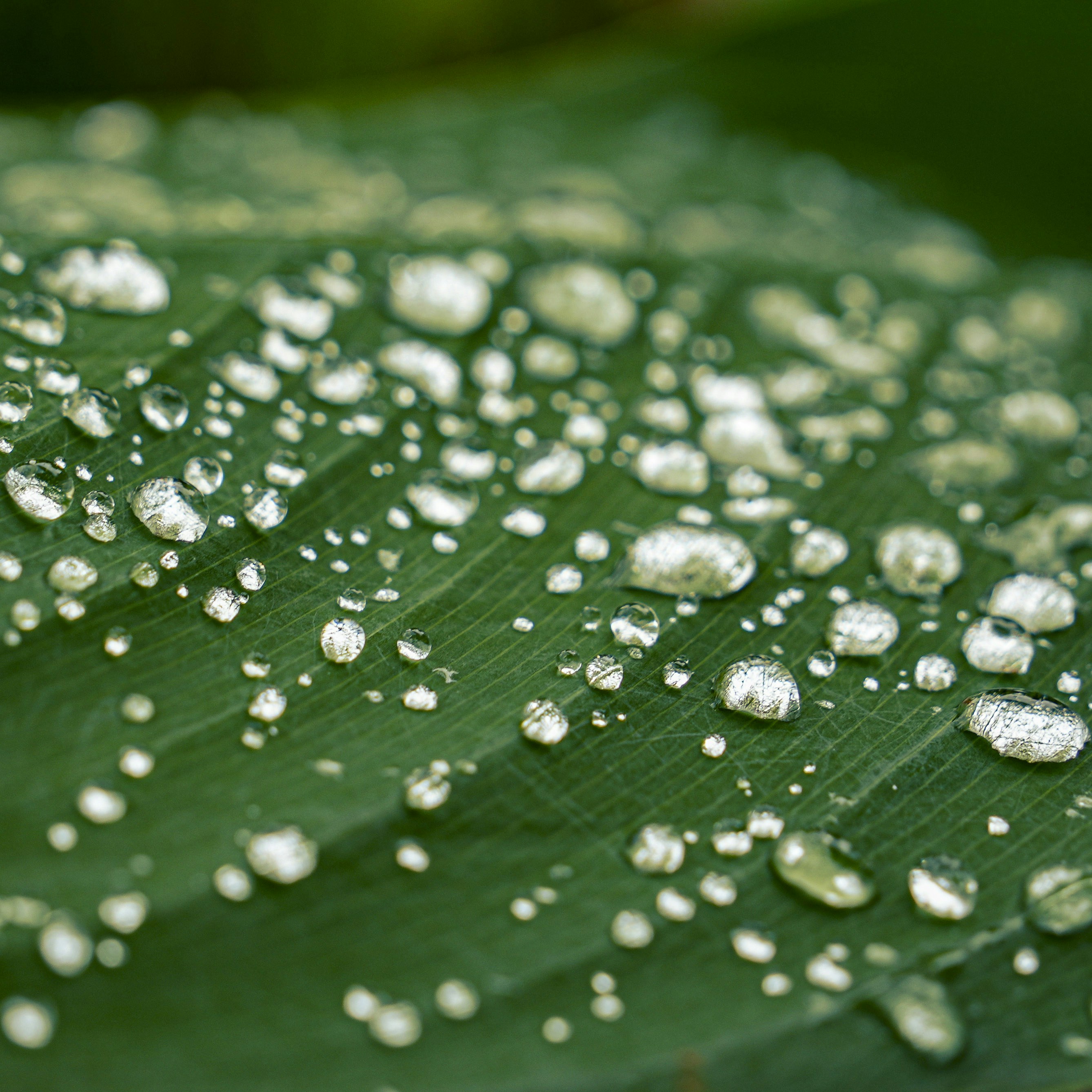 Water droplets on a vibrant green leaf