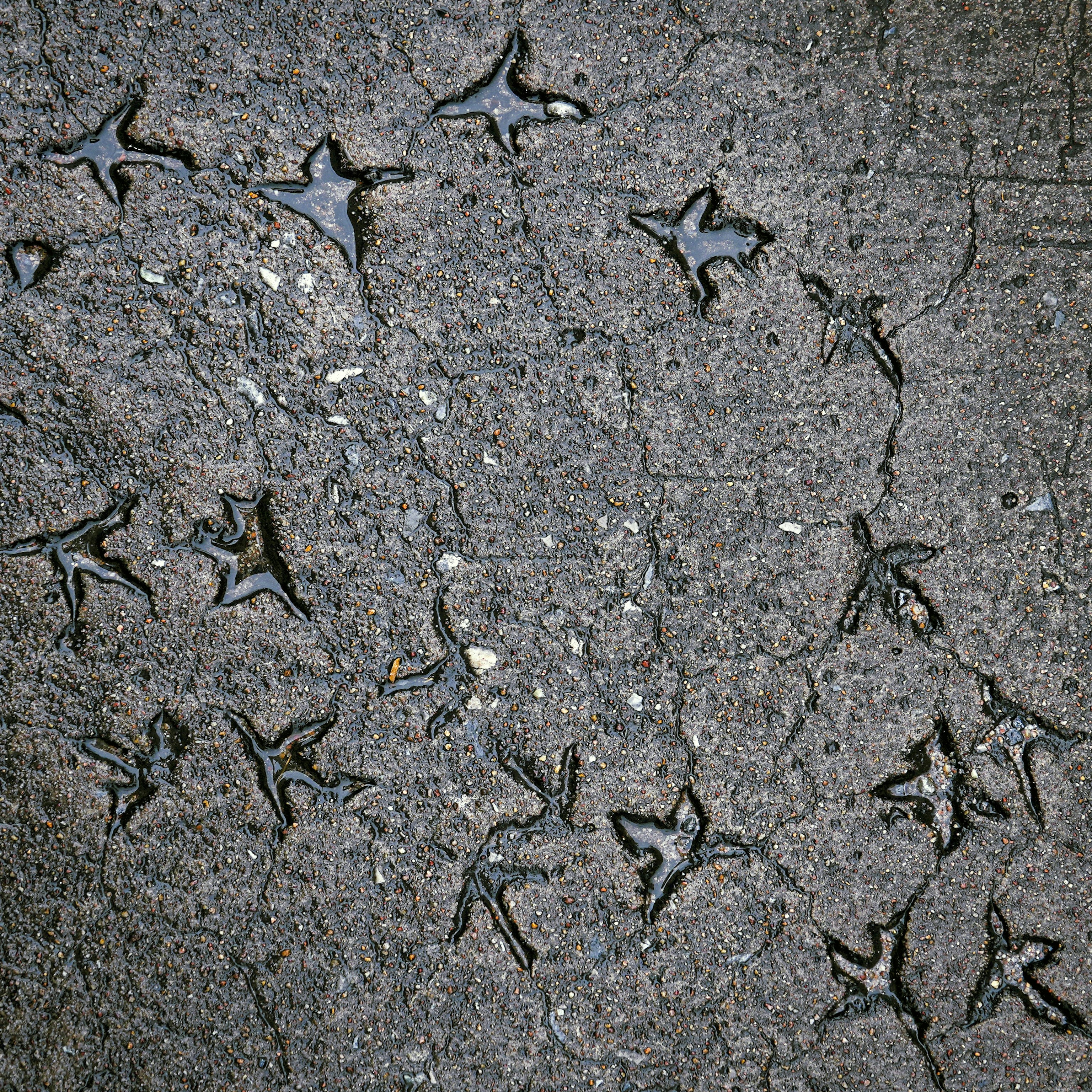 Bird tracks imprinted in cracked concrete