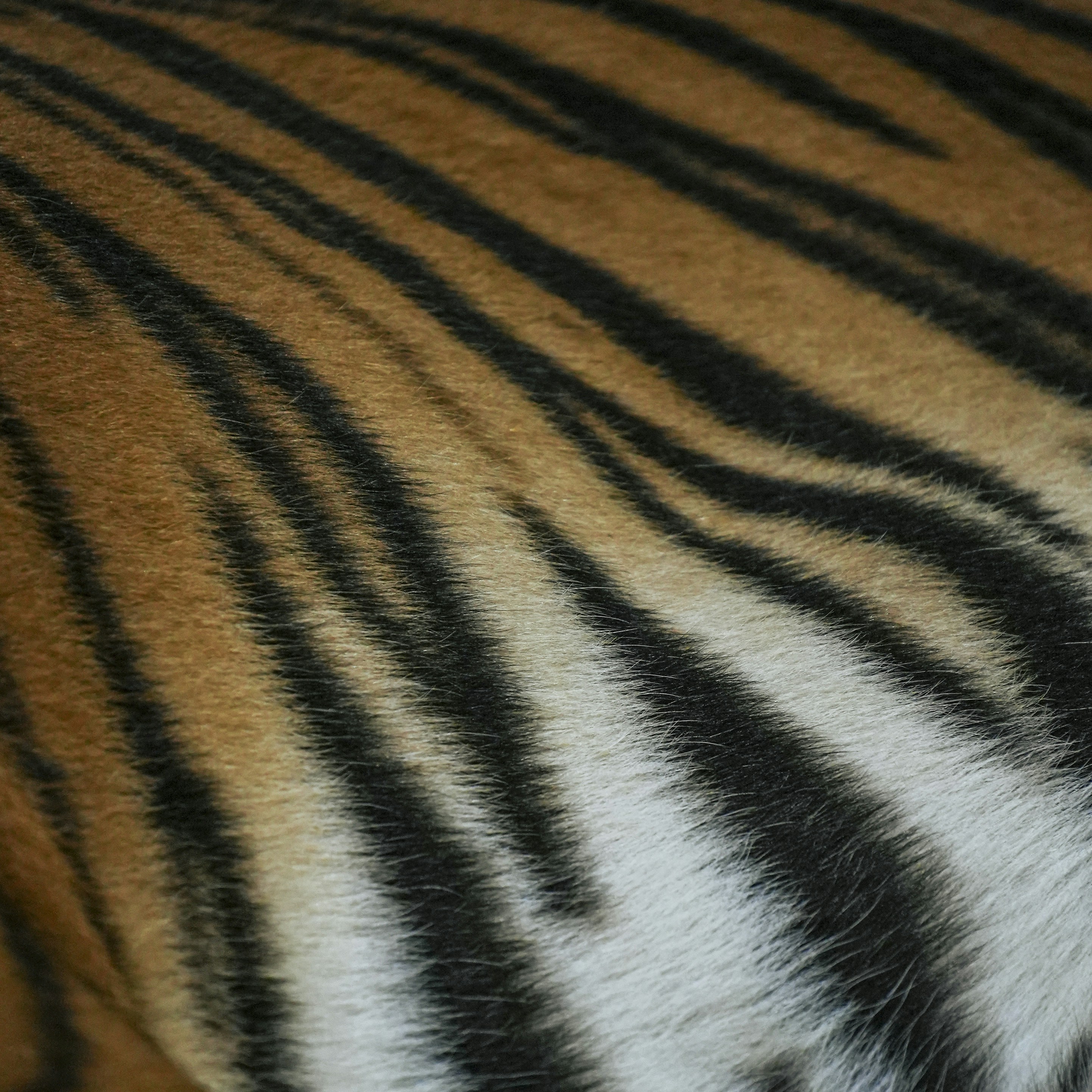 Close-up of tiger fur with orange and black stripes.