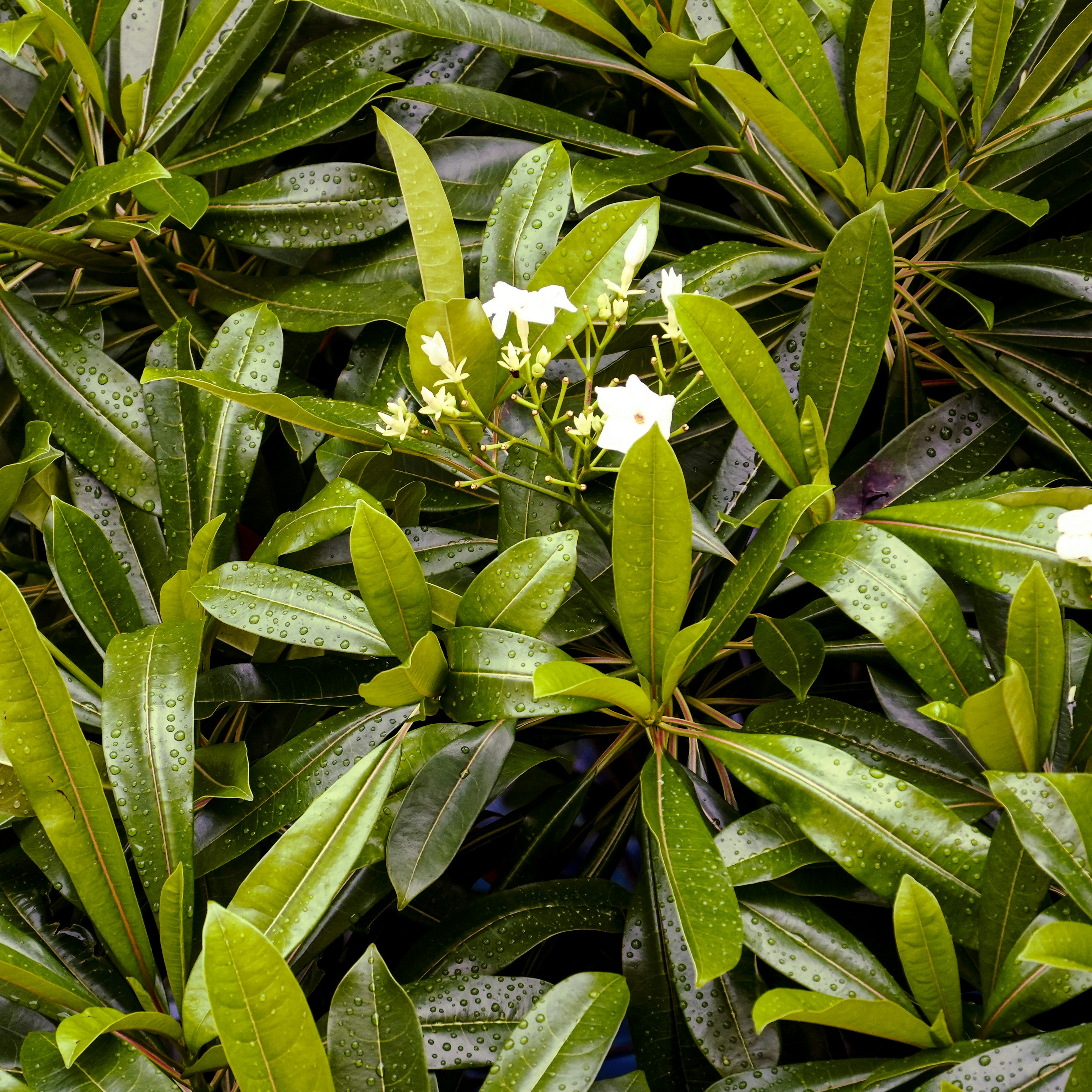 Lush green foliage with small white flowers.