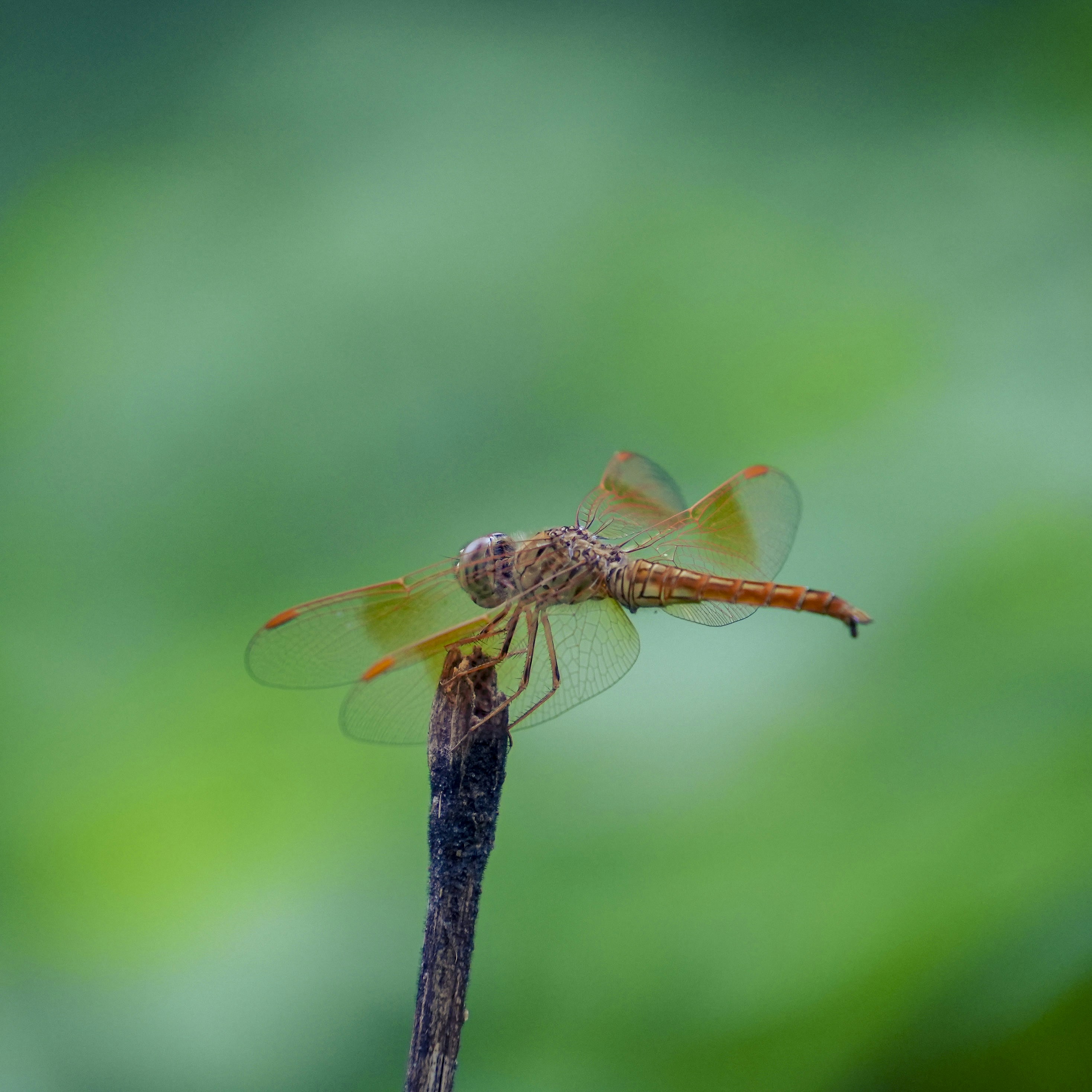 A dragonfly rests on a dry twig with green background