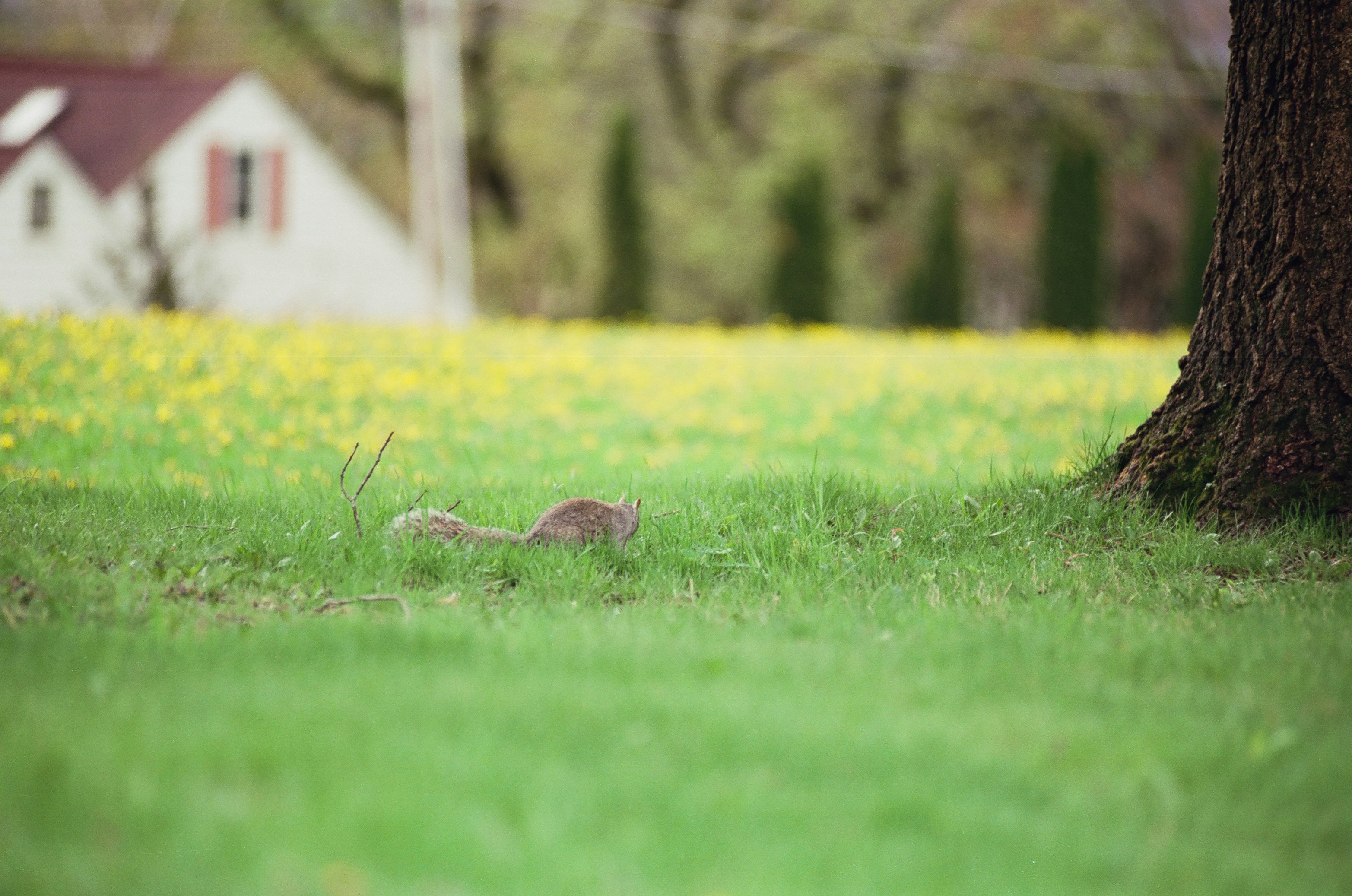 Rodent-Borne Health Risks in Lithuania: Experts Issue Public Warning