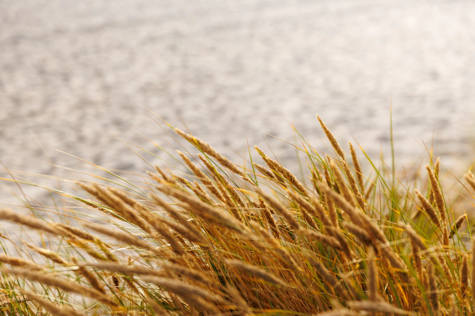 The image depicts a serene scene at the beach, with tall grass swaying gently in the breeze and a body of water visible in the background. The perspective is from above, providing a bird's eye view of the landscape below. The sky forms part of the backdrop, adding depth to the scene. The predominant colors are shades of brown and green, reflecting the natural elements present in this tranquil setting.