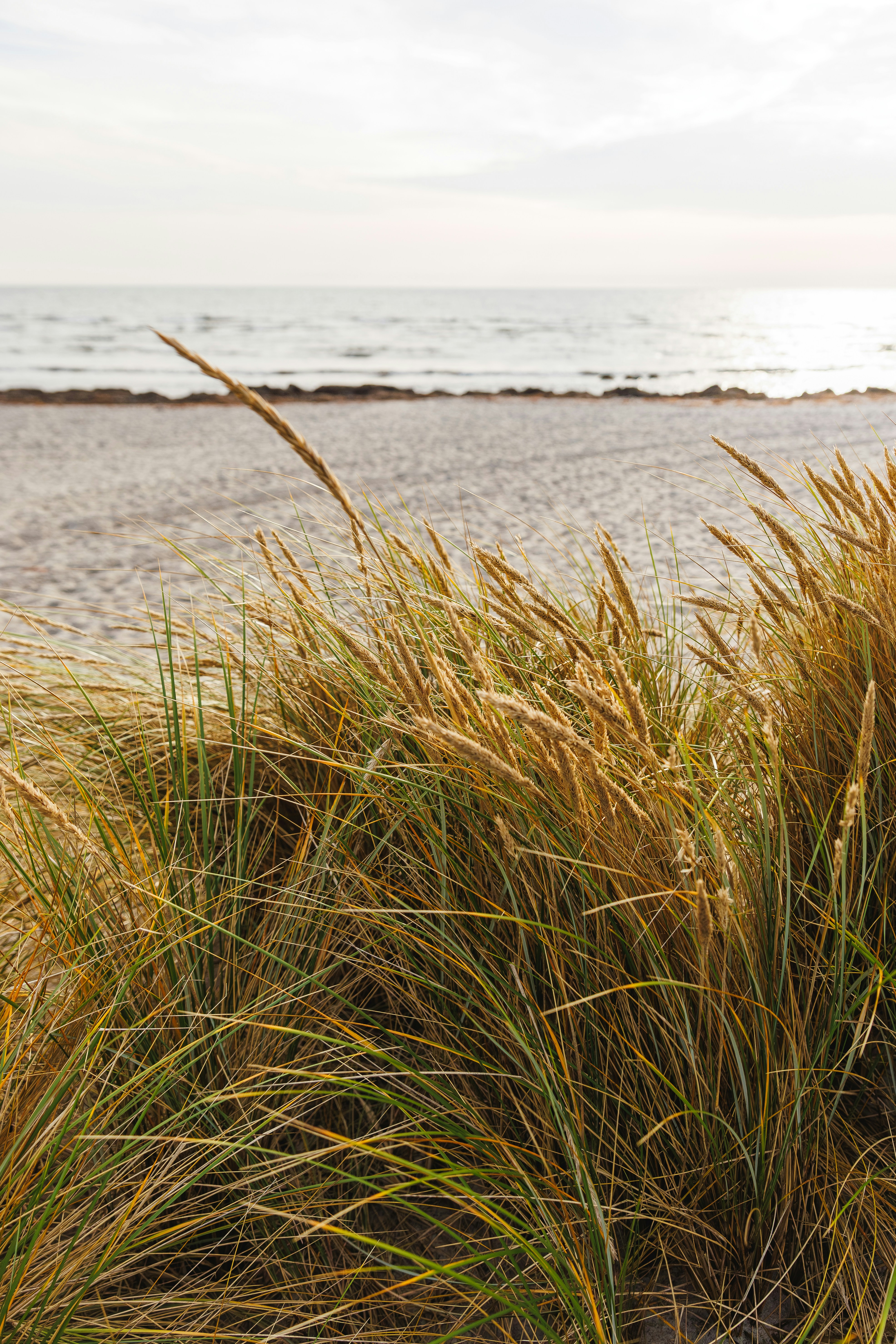 Tall beach grass with ocean and sky in background