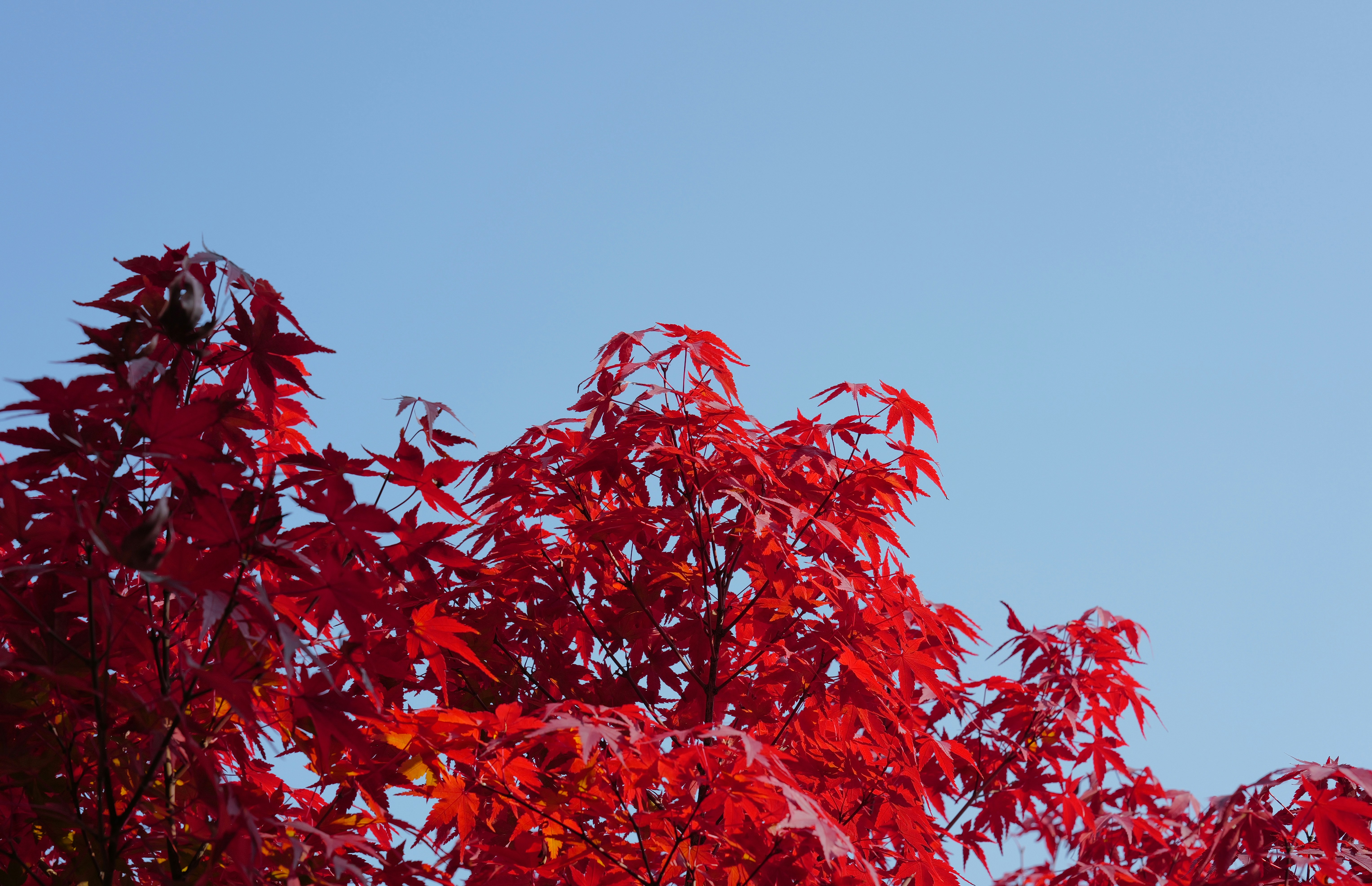 Red maple leaves against a clear blue sky