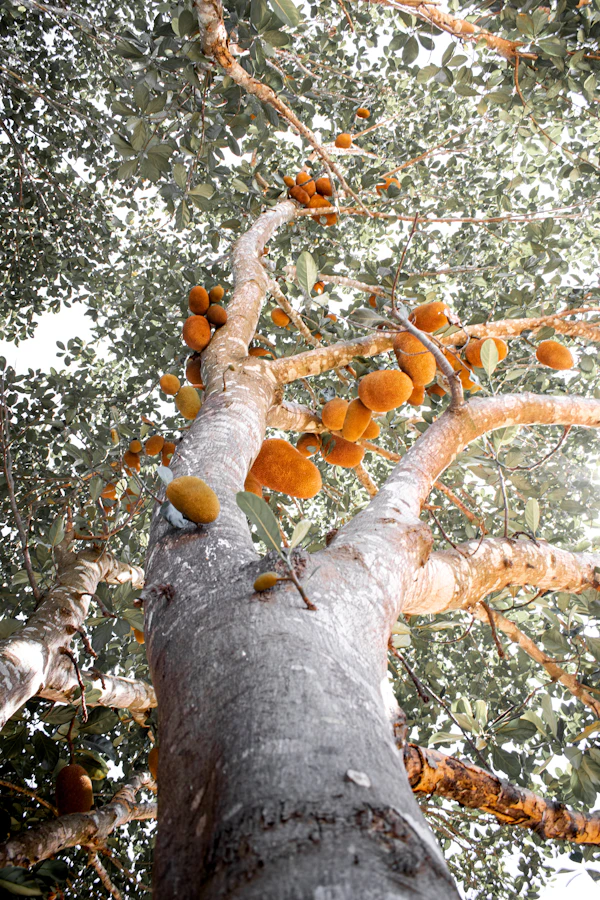 Jackfruit growing on a large tropical tree branch