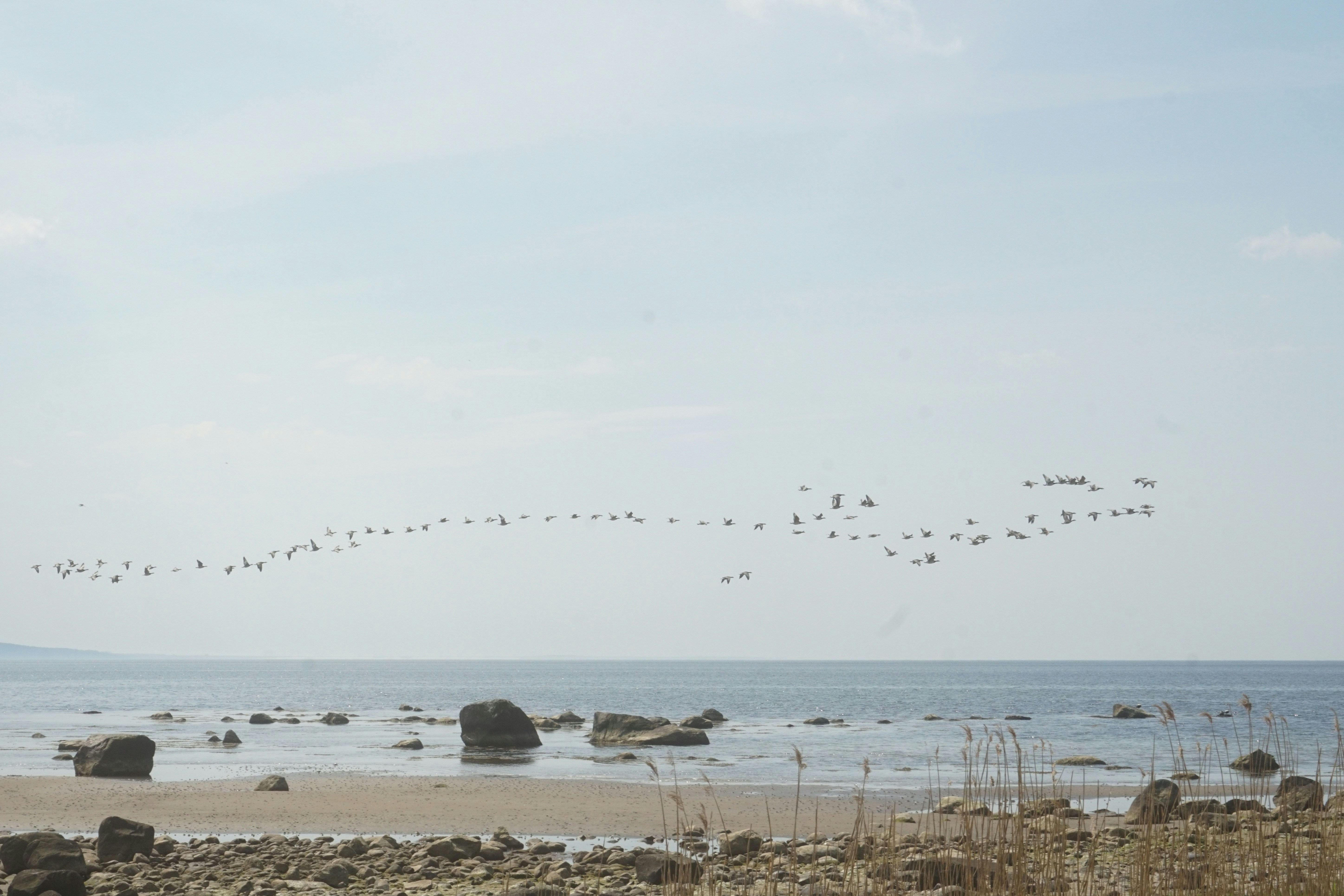 Birds flying in formation over the ocean.