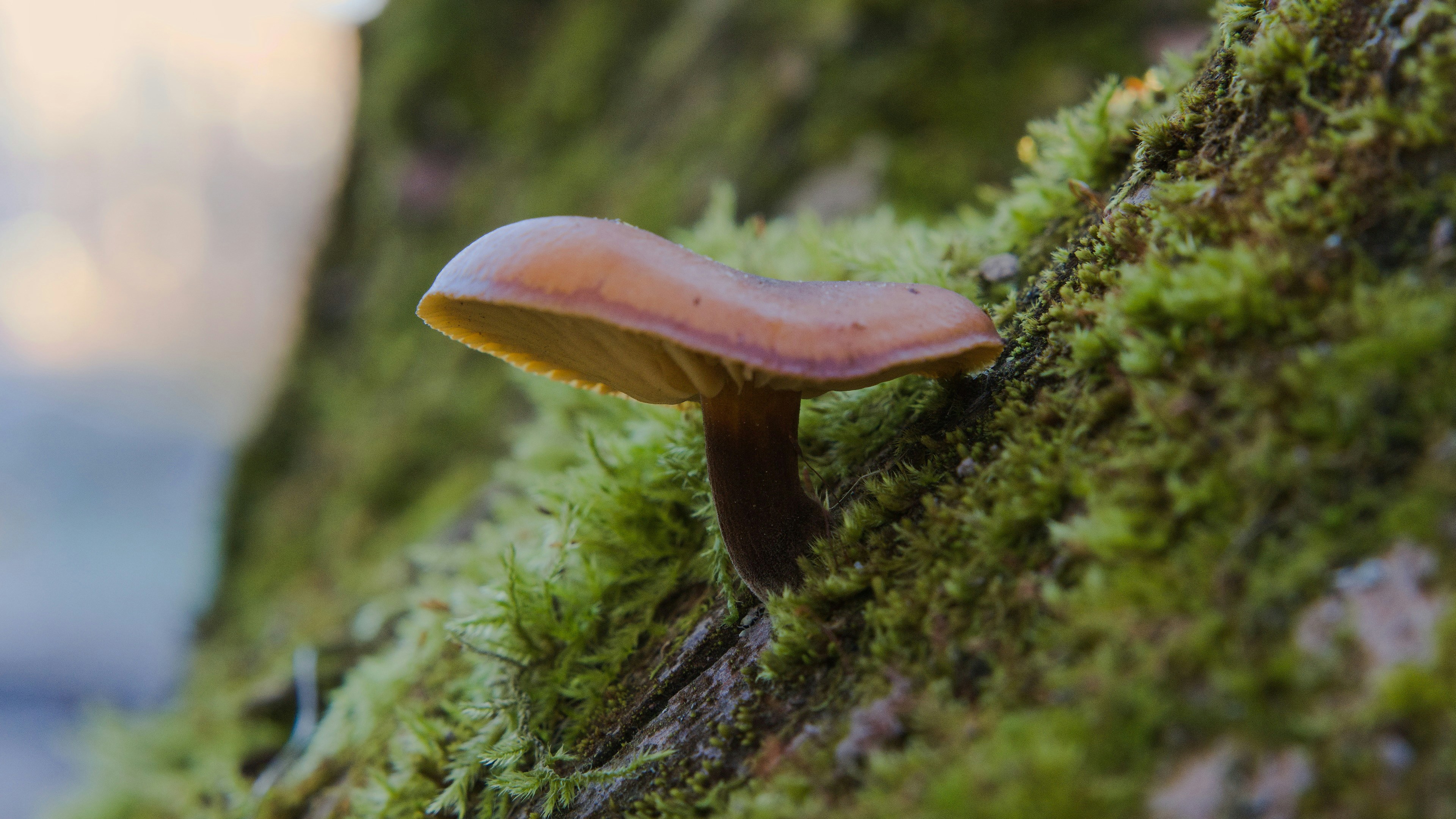 A single mushroom grows on a mossy tree trunk